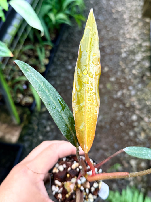 Philodendron 'NOID' I31