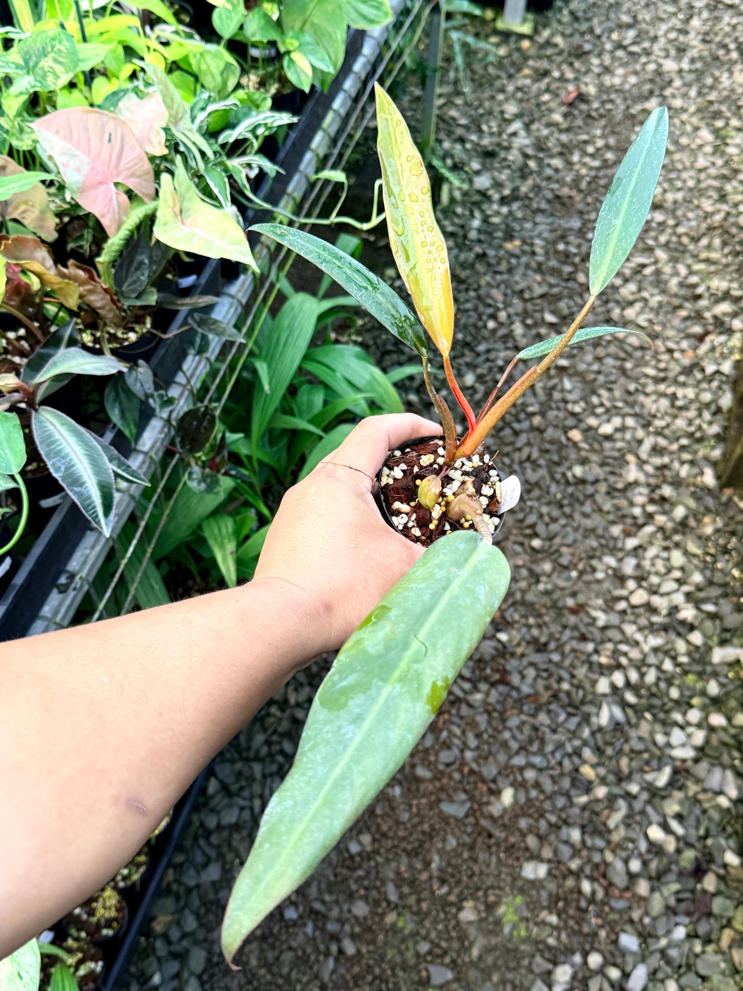 Philodendron 'NOID' I31