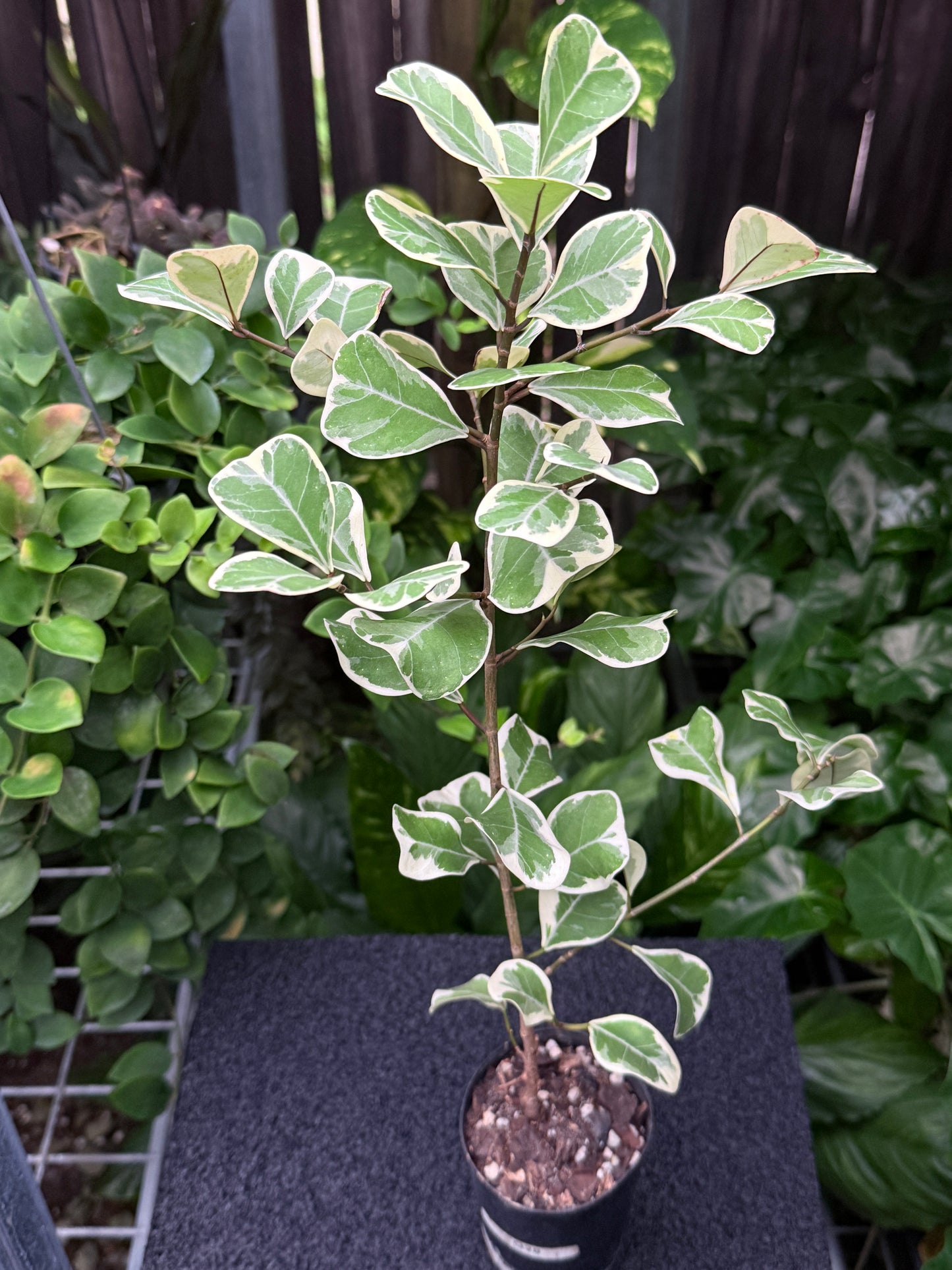 Ficus Triangularis Variegata 'Sweetheart Fig' Q28