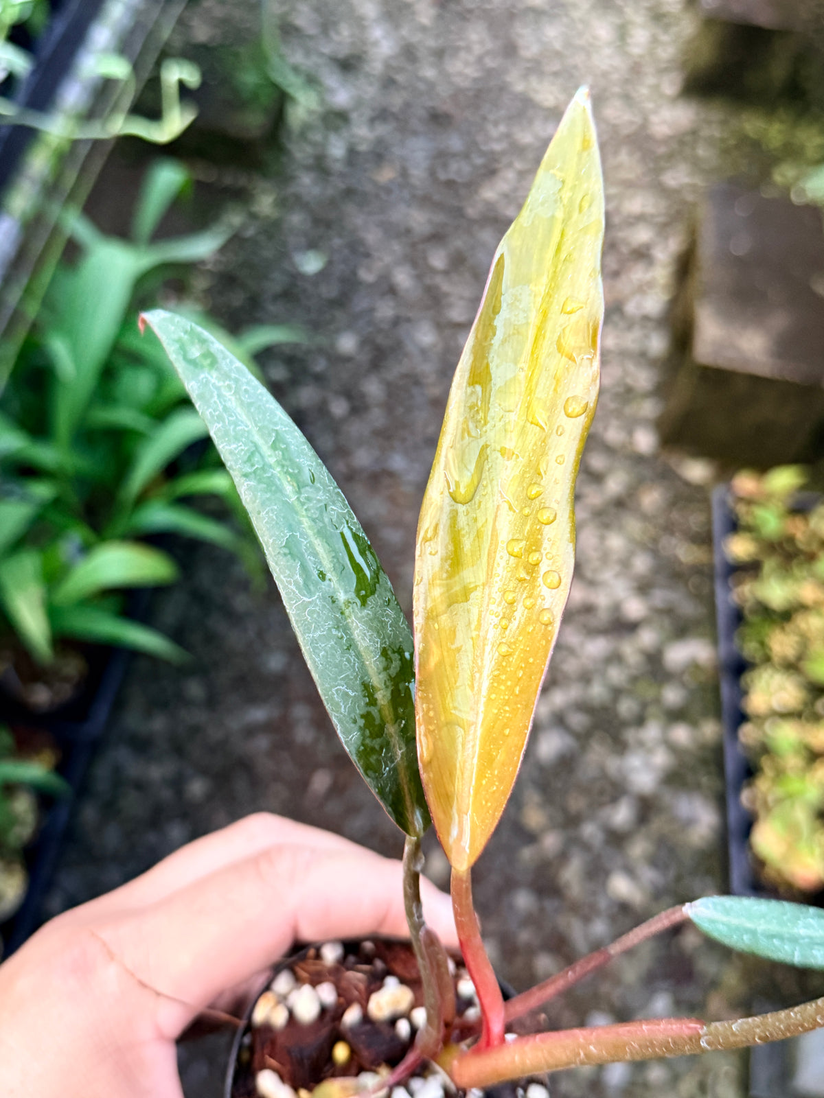 Philodendron 'NOID' I31