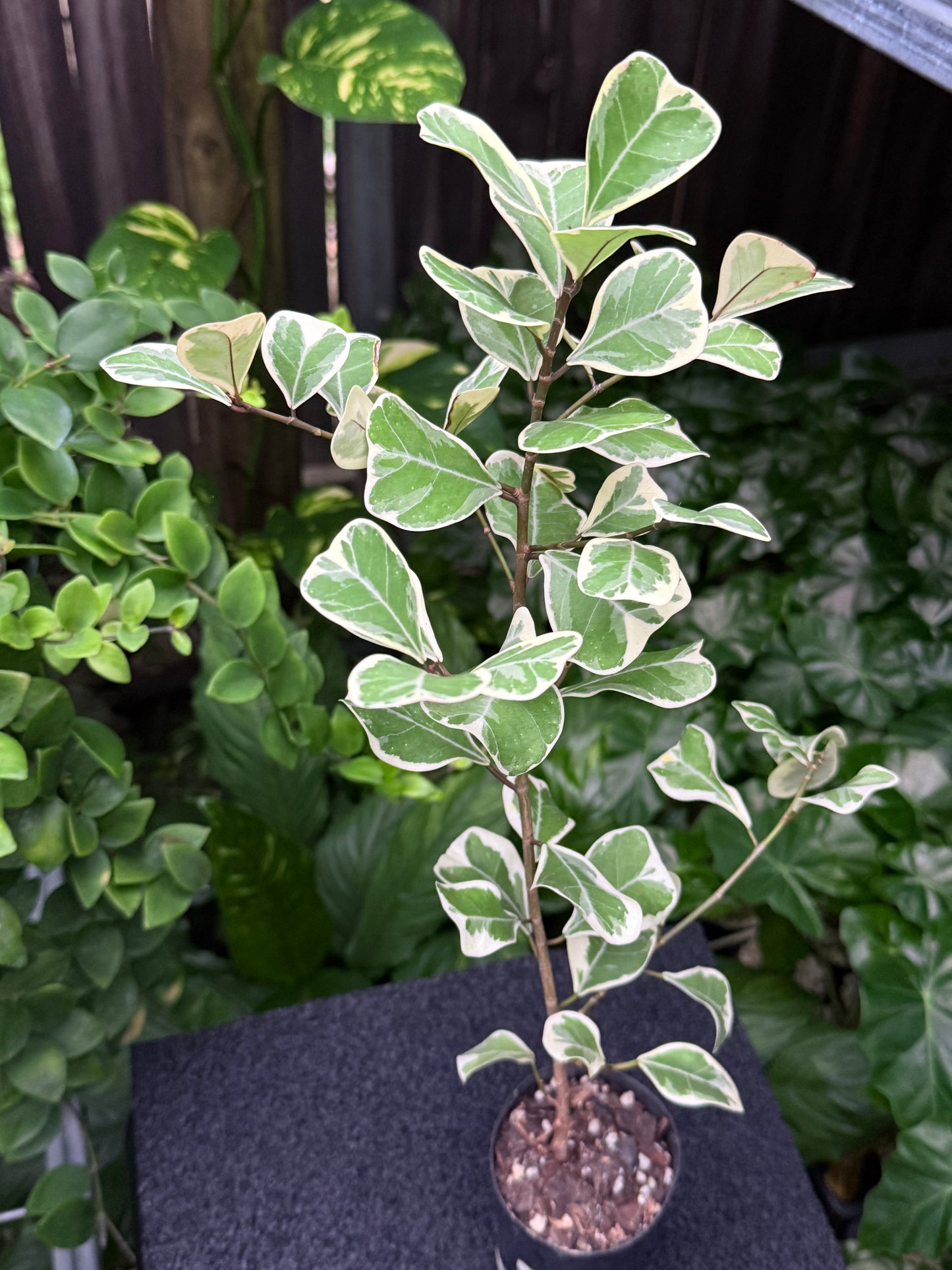 Ficus Triangularis Variegata 'Sweetheart Fig' Q28