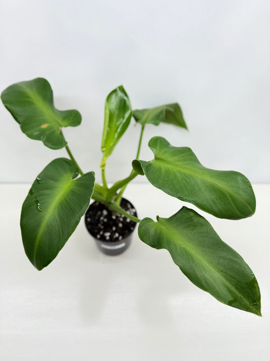 Philodendron Rugosum - Large Z30
