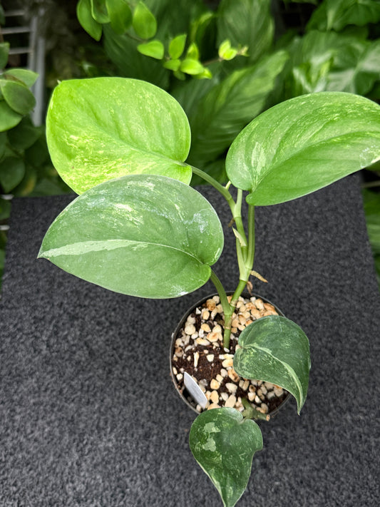 Scindapsus 'Silver Splash' Variegated K45