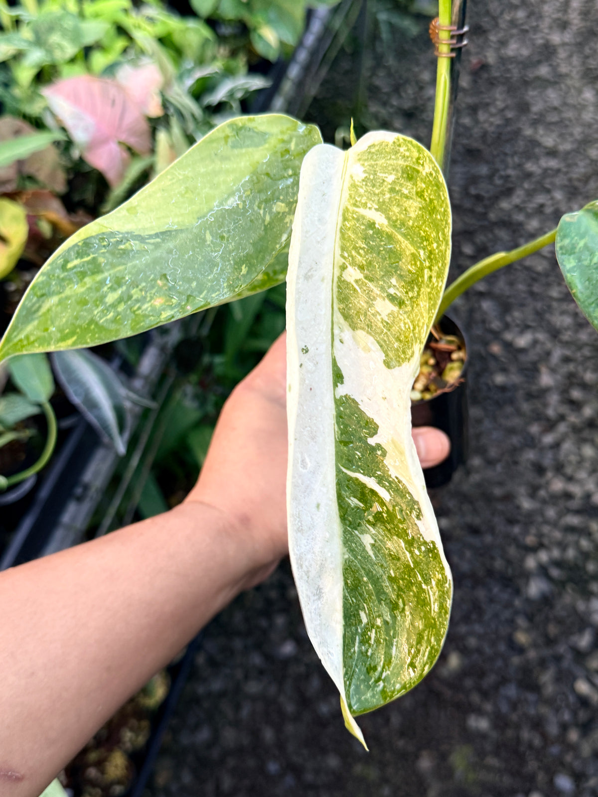 Philodendron Jose Buono Variegated S3