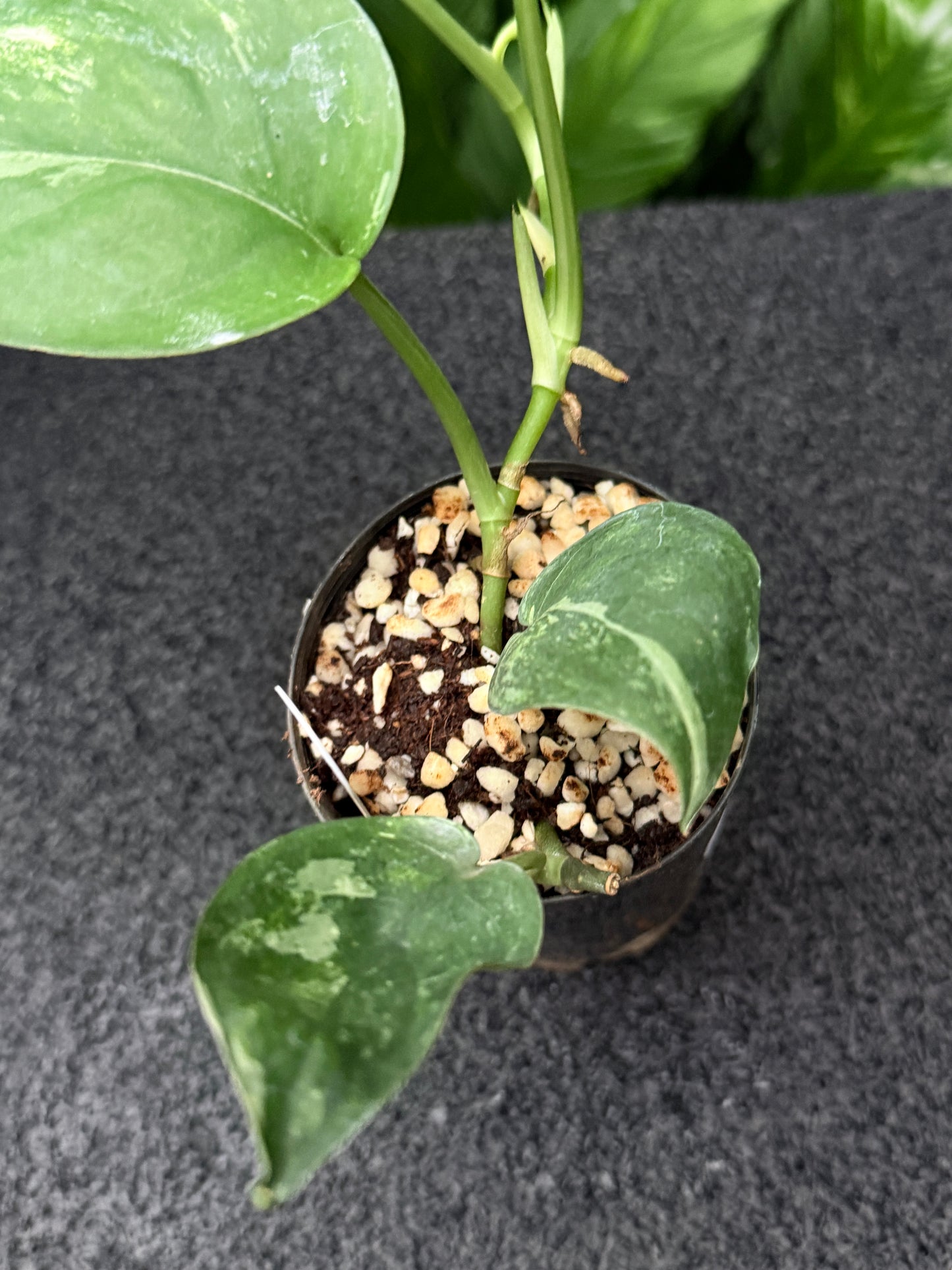 Scindapsus 'Silver Splash' Variegated K45
