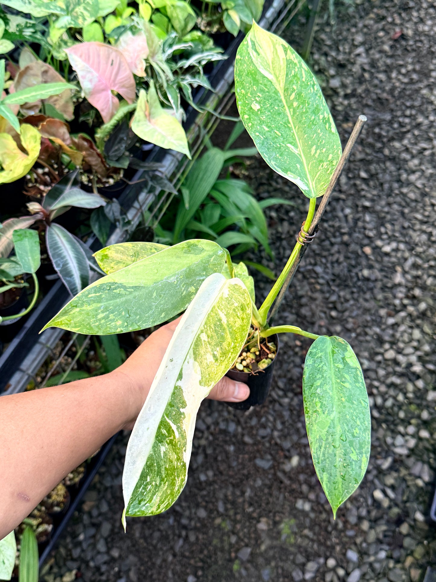 Philodendron Jose Buono Variegated S3