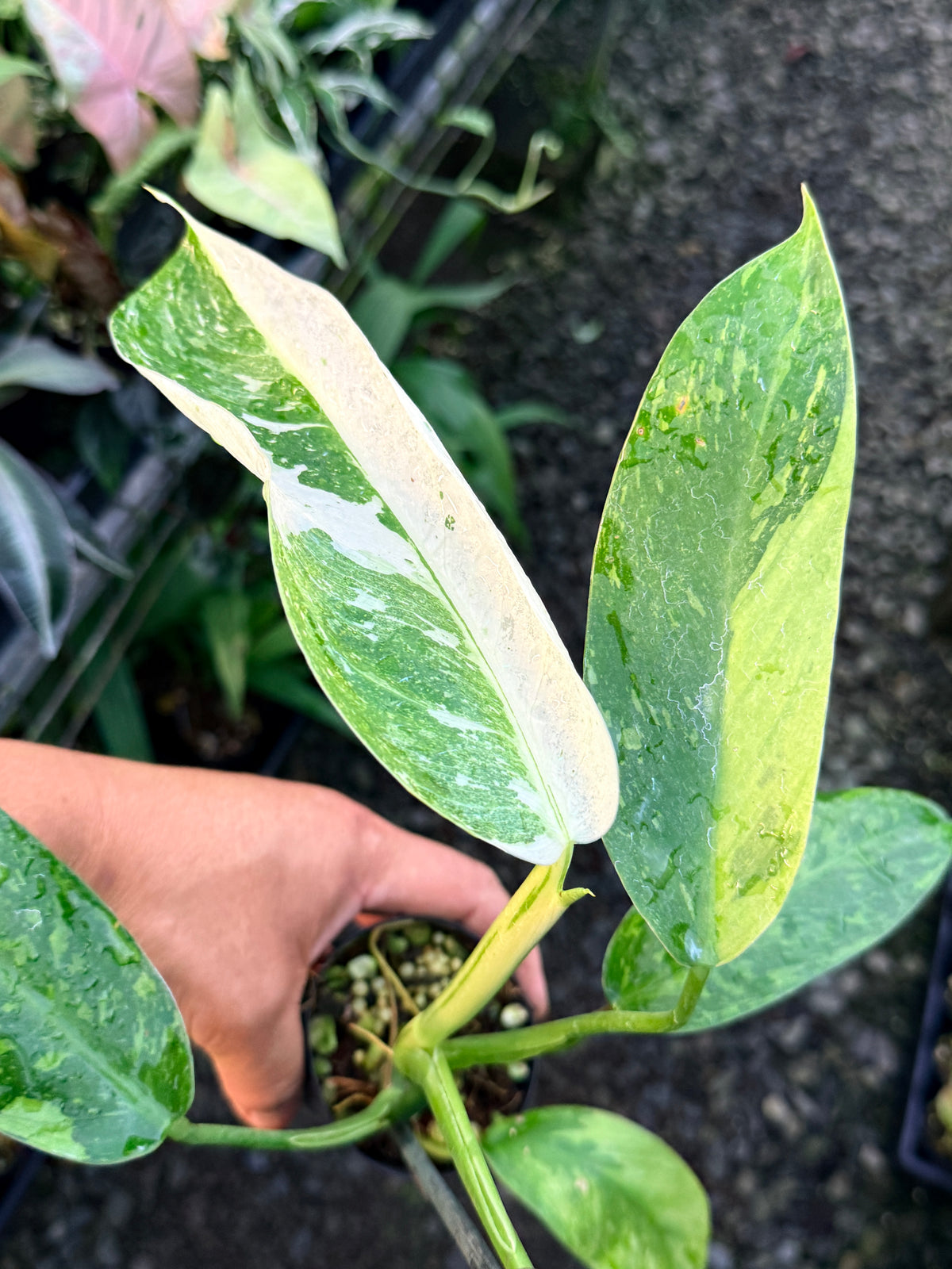 Philodendron Jose Buono Variegated S3