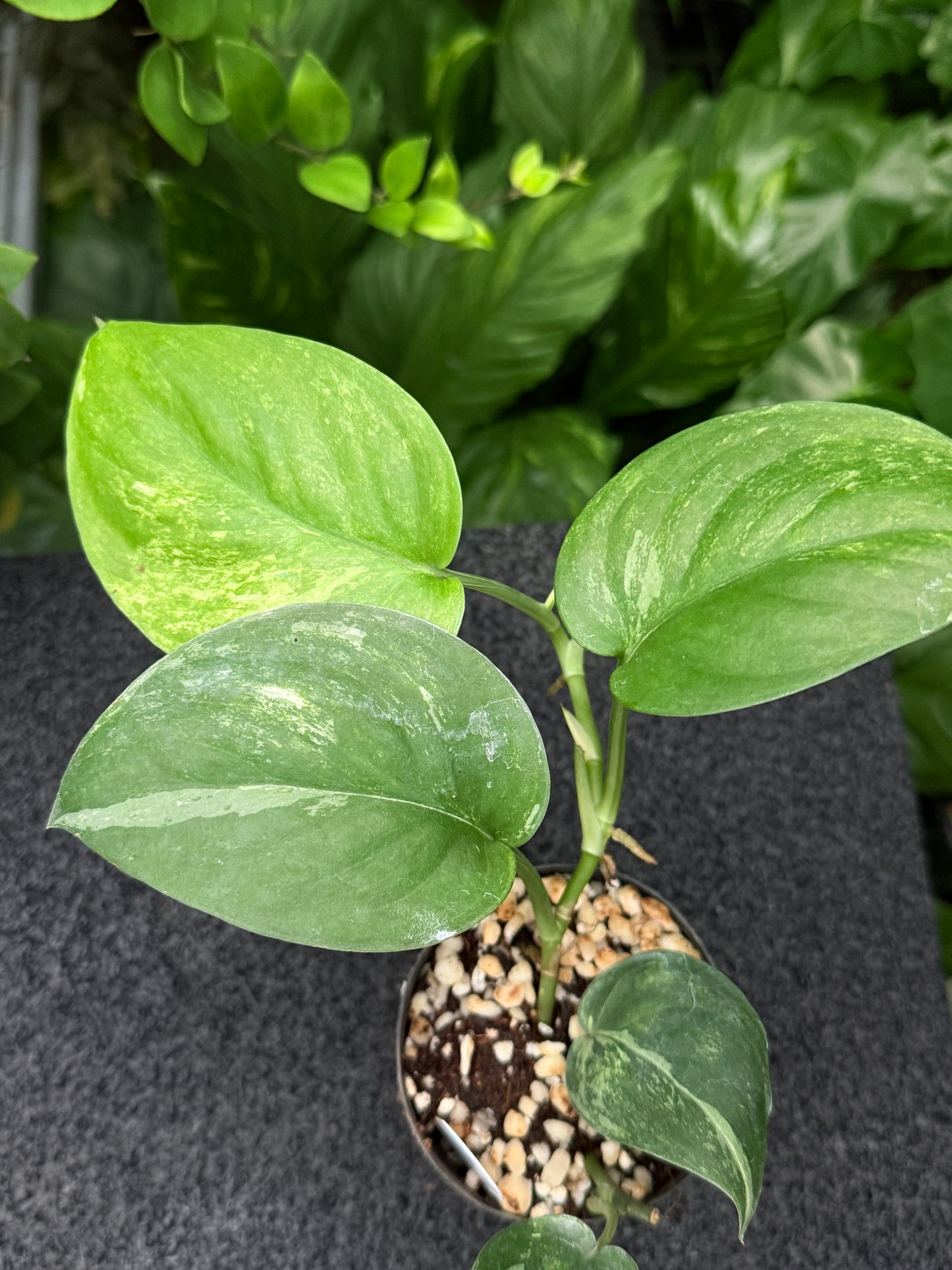 Scindapsus 'Silver Splash' Variegated K45