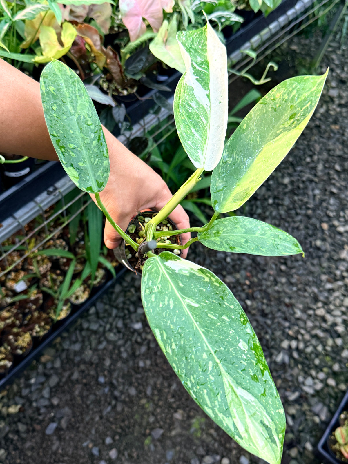 Philodendron Jose Buono Variegated S3
