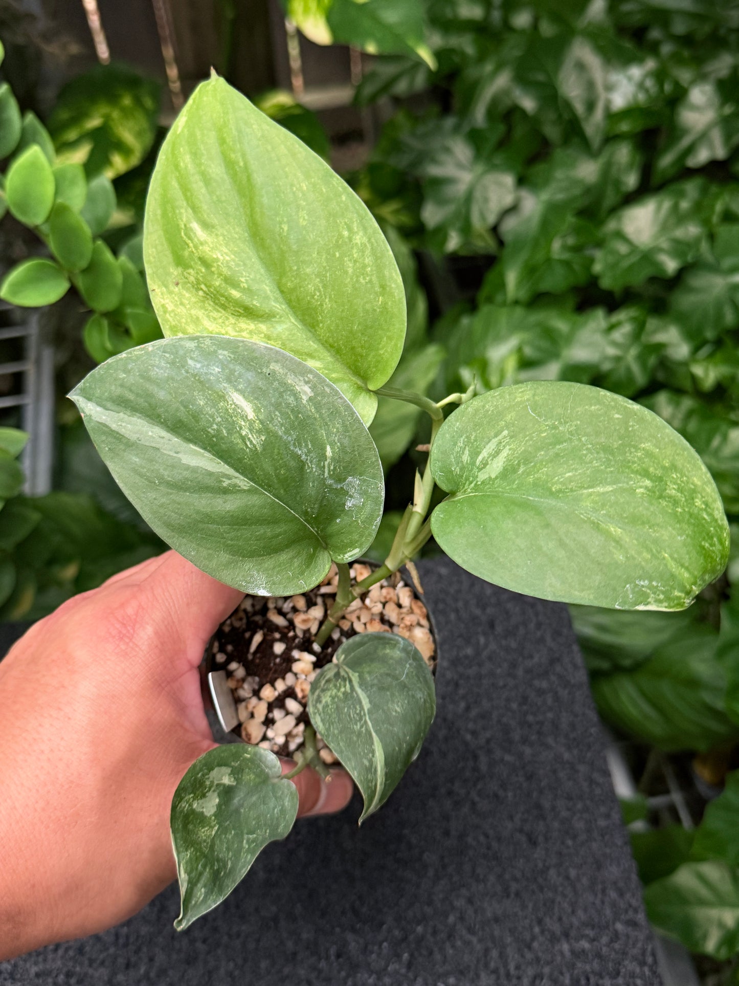 Scindapsus 'Silver Splash' Variegated K45