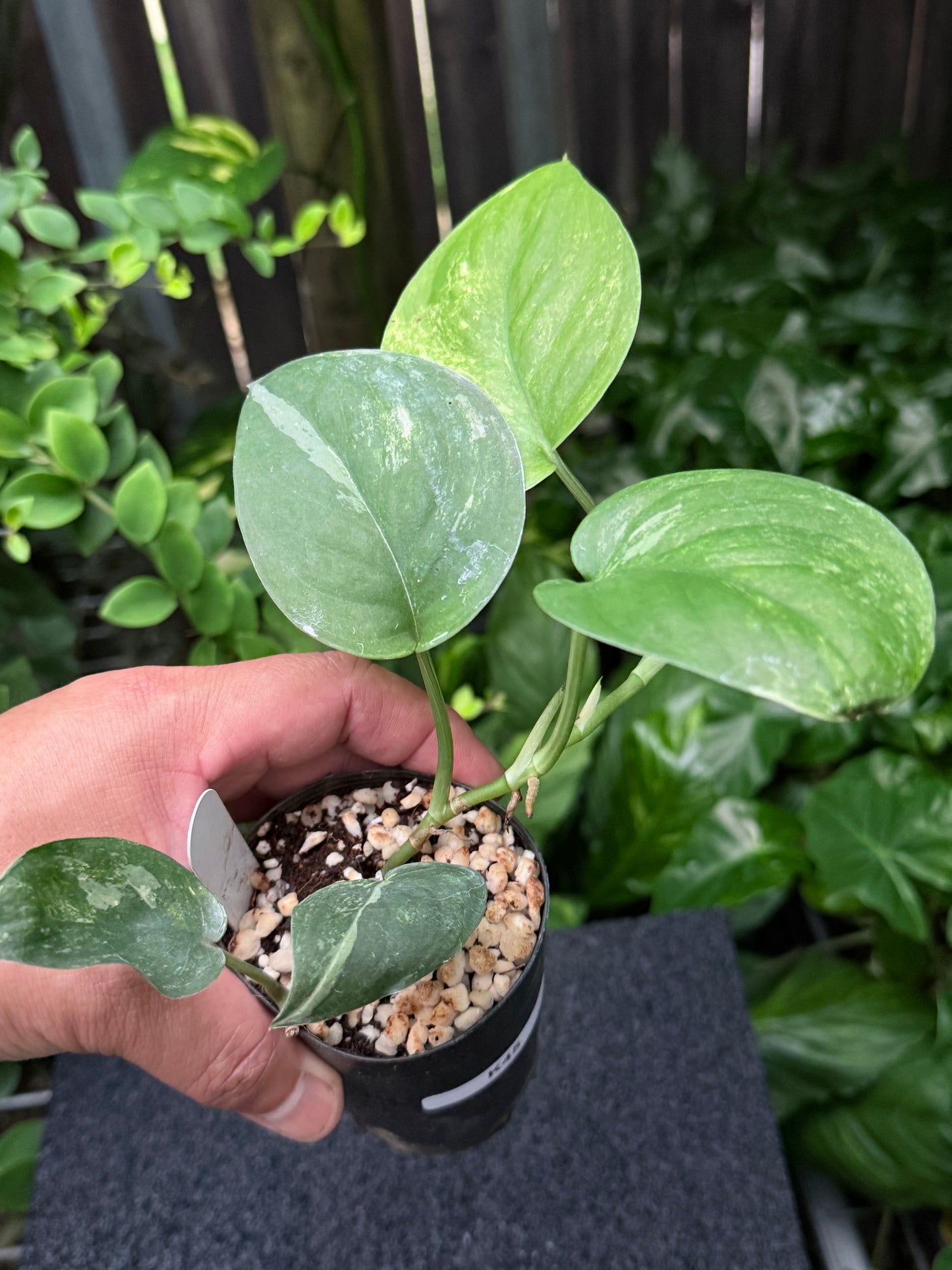 Scindapsus 'Silver Splash' Variegated K45