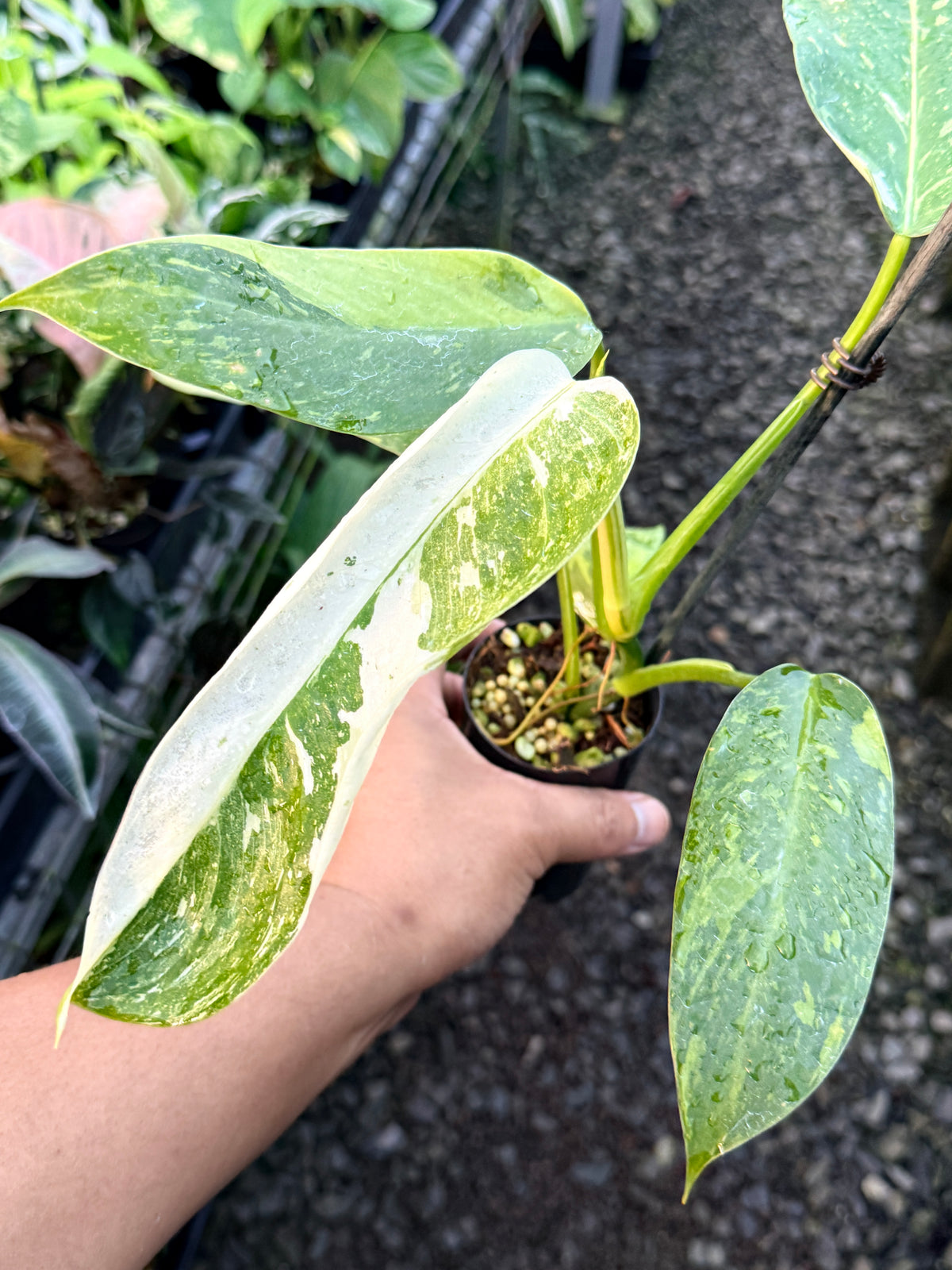 Philodendron Jose Buono Variegated S3
