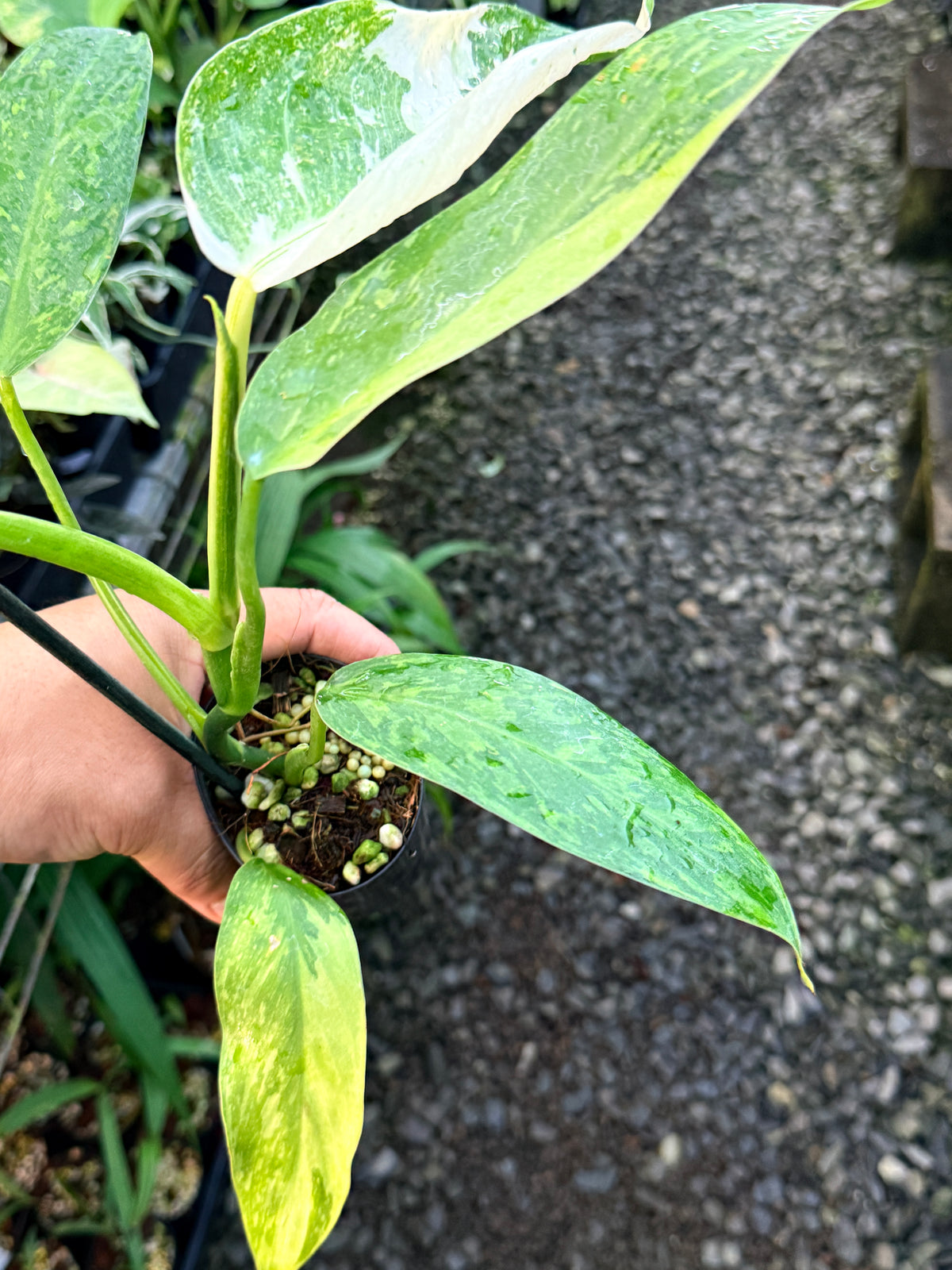 Philodendron Jose Buono Variegated S3