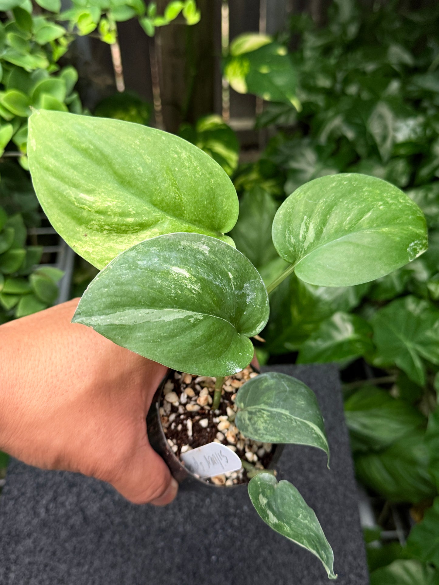 Scindapsus 'Silver Splash' Variegated K45