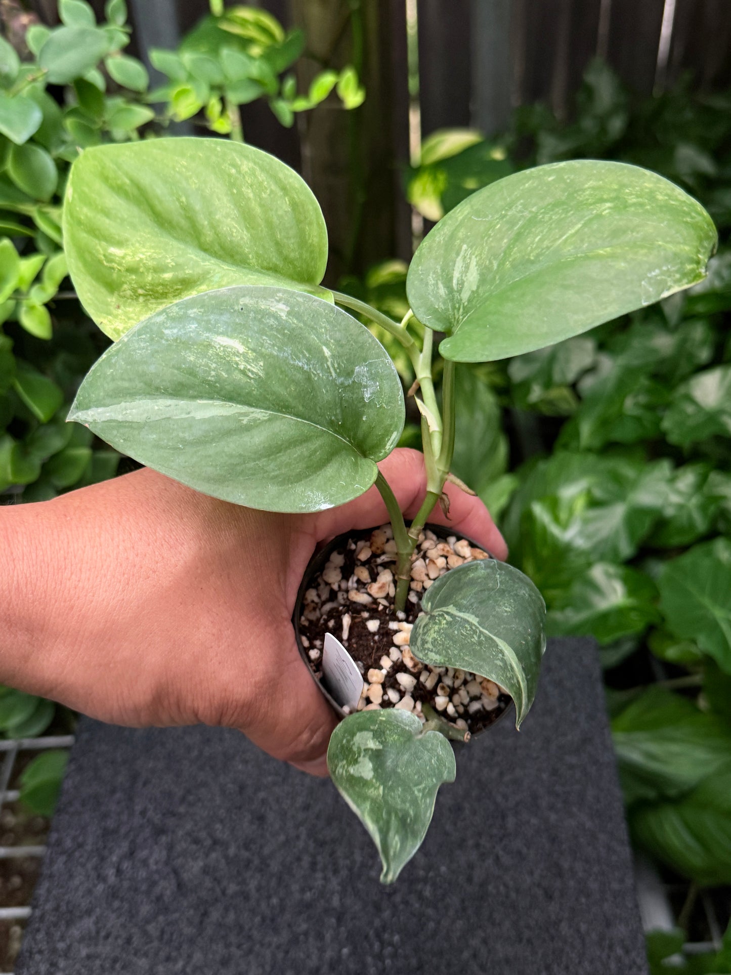 Scindapsus 'Silver Splash' Variegated K45