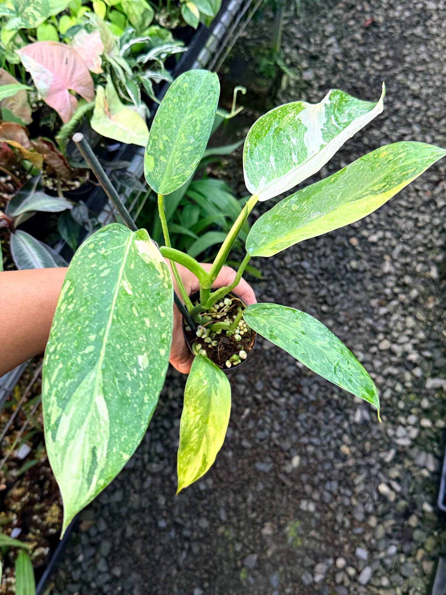 Philodendron Jose Buono Variegated S3