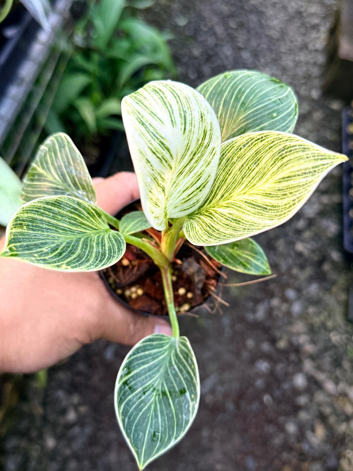 Philodendron 'Birkin Galaxy' S5