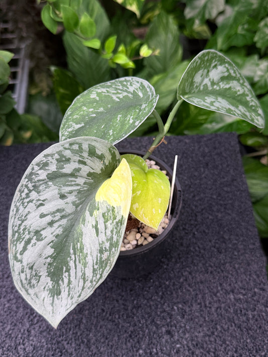 Scindapsus Pictus 'Mayari Aurea' K46