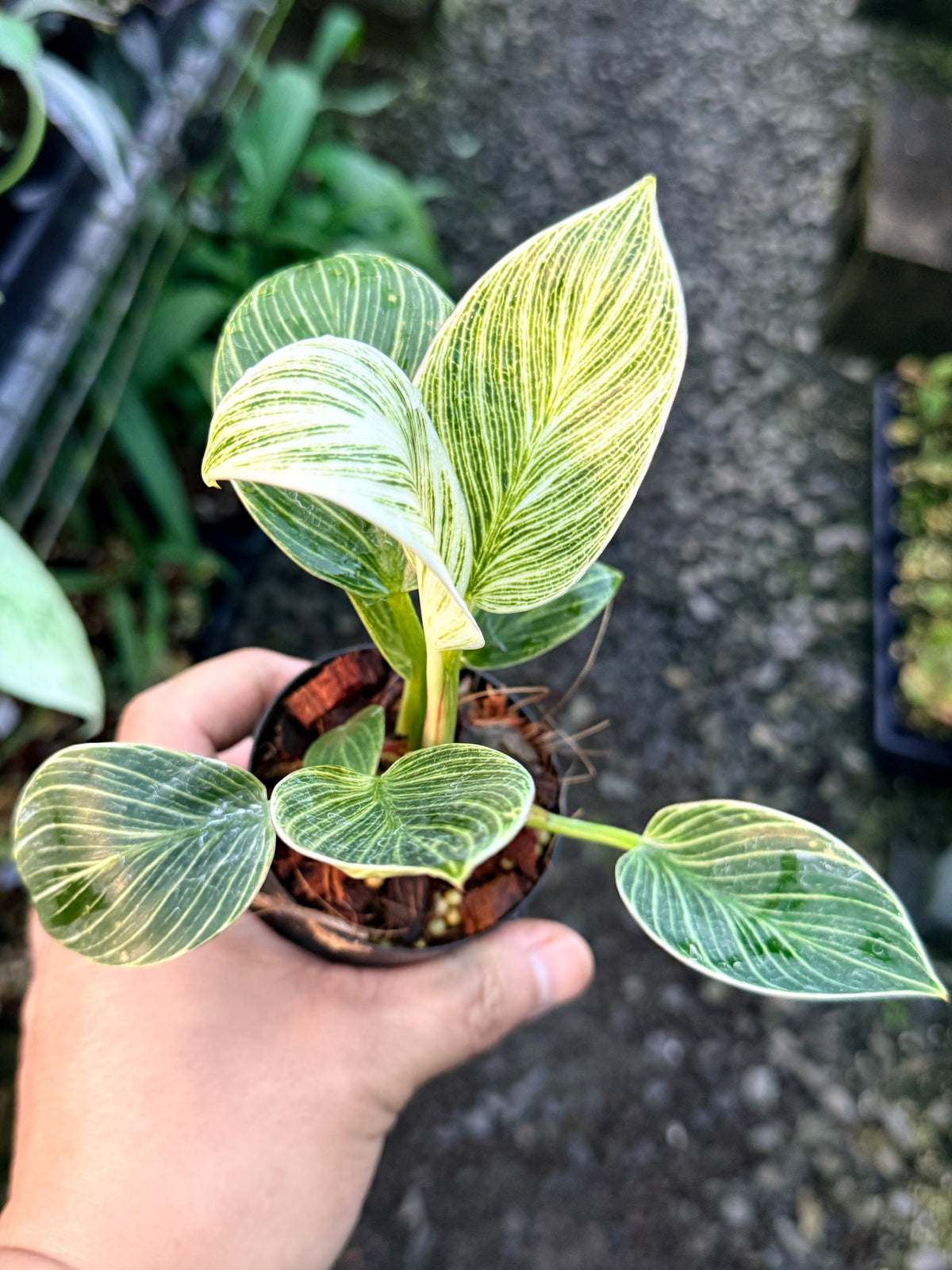 Philodendron 'Birkin Galaxy' S5
