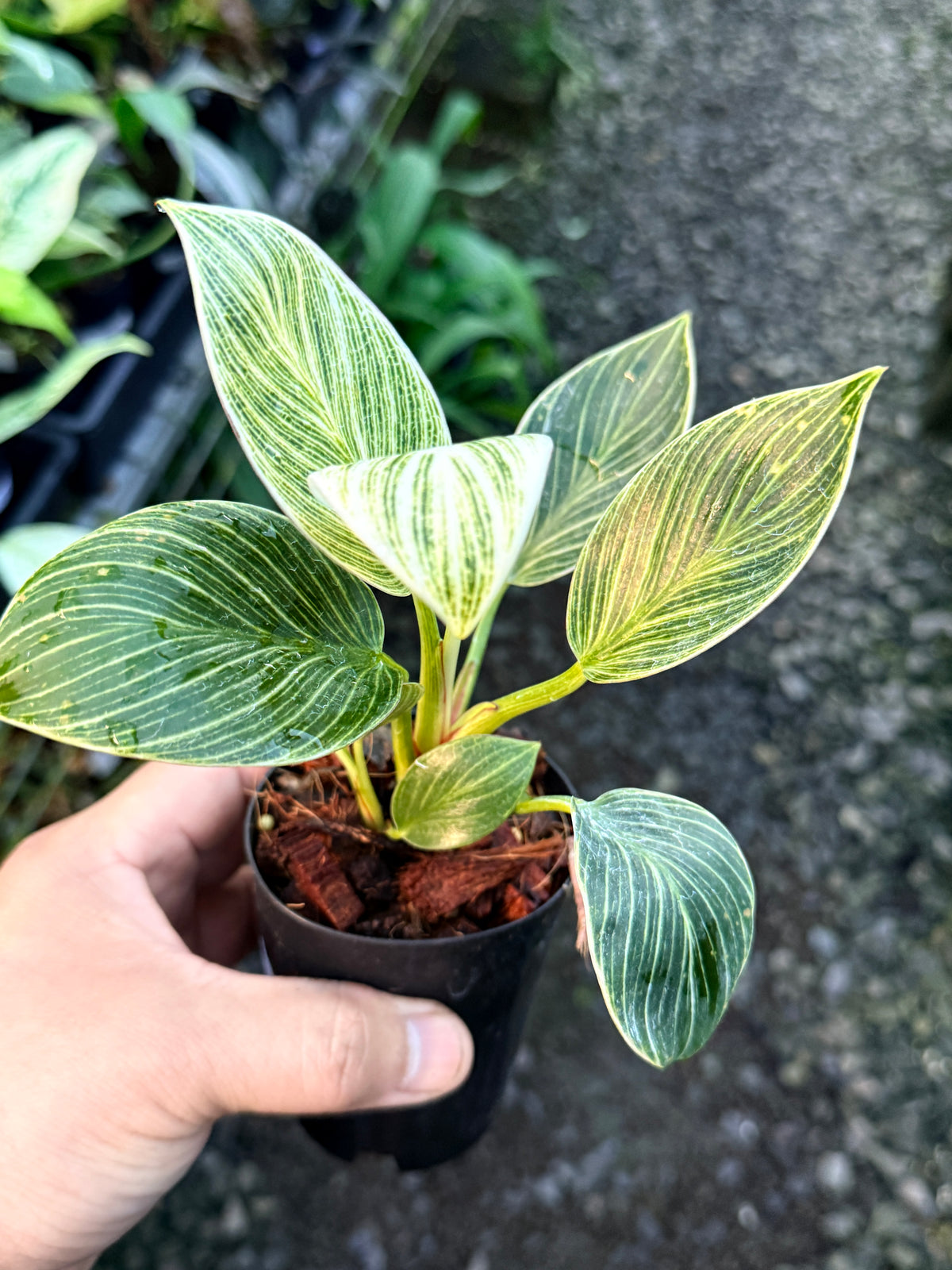 Philodendron 'Birkin Galaxy' S5
