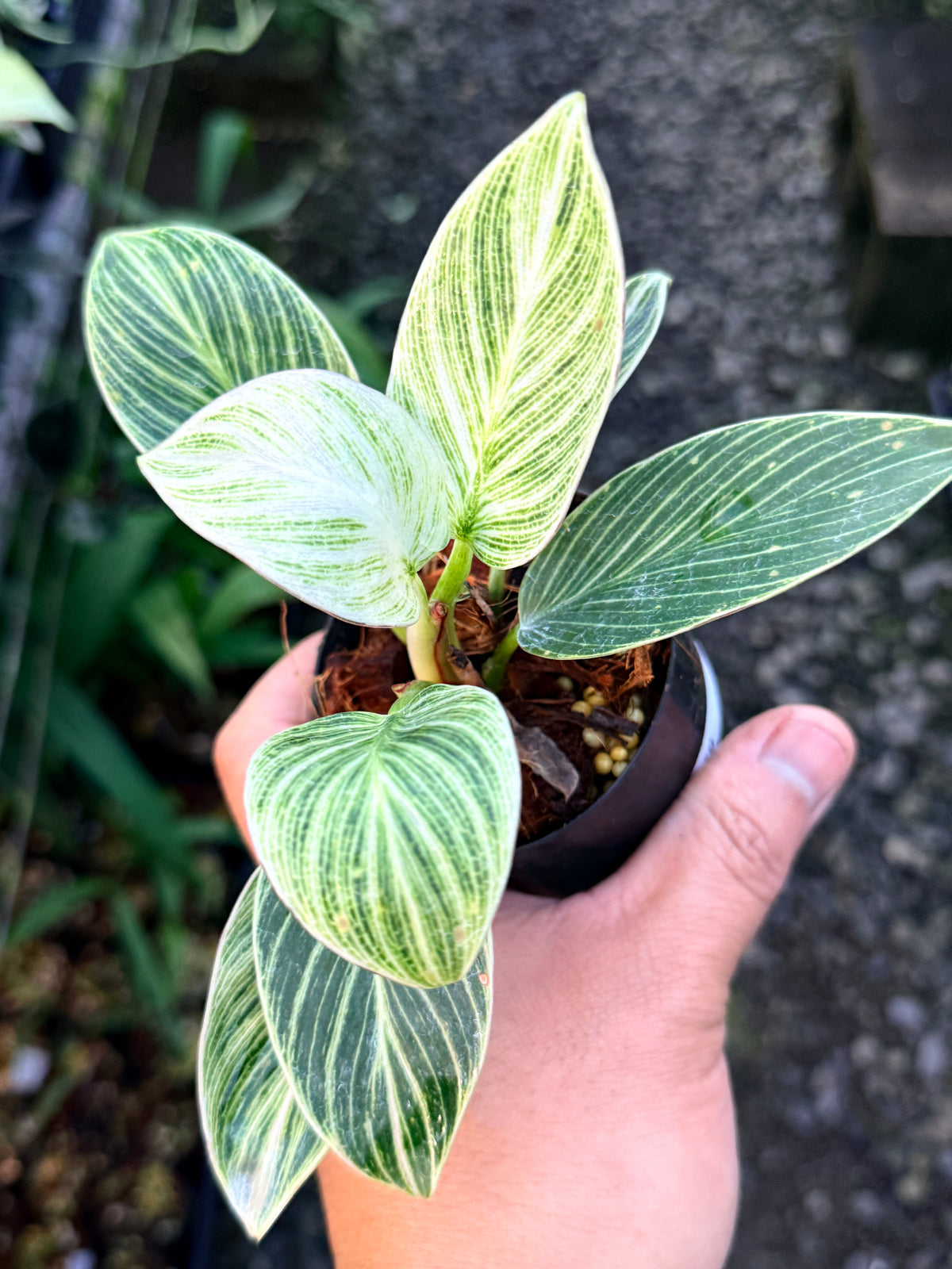 Philodendron 'Birkin Galaxy' S6