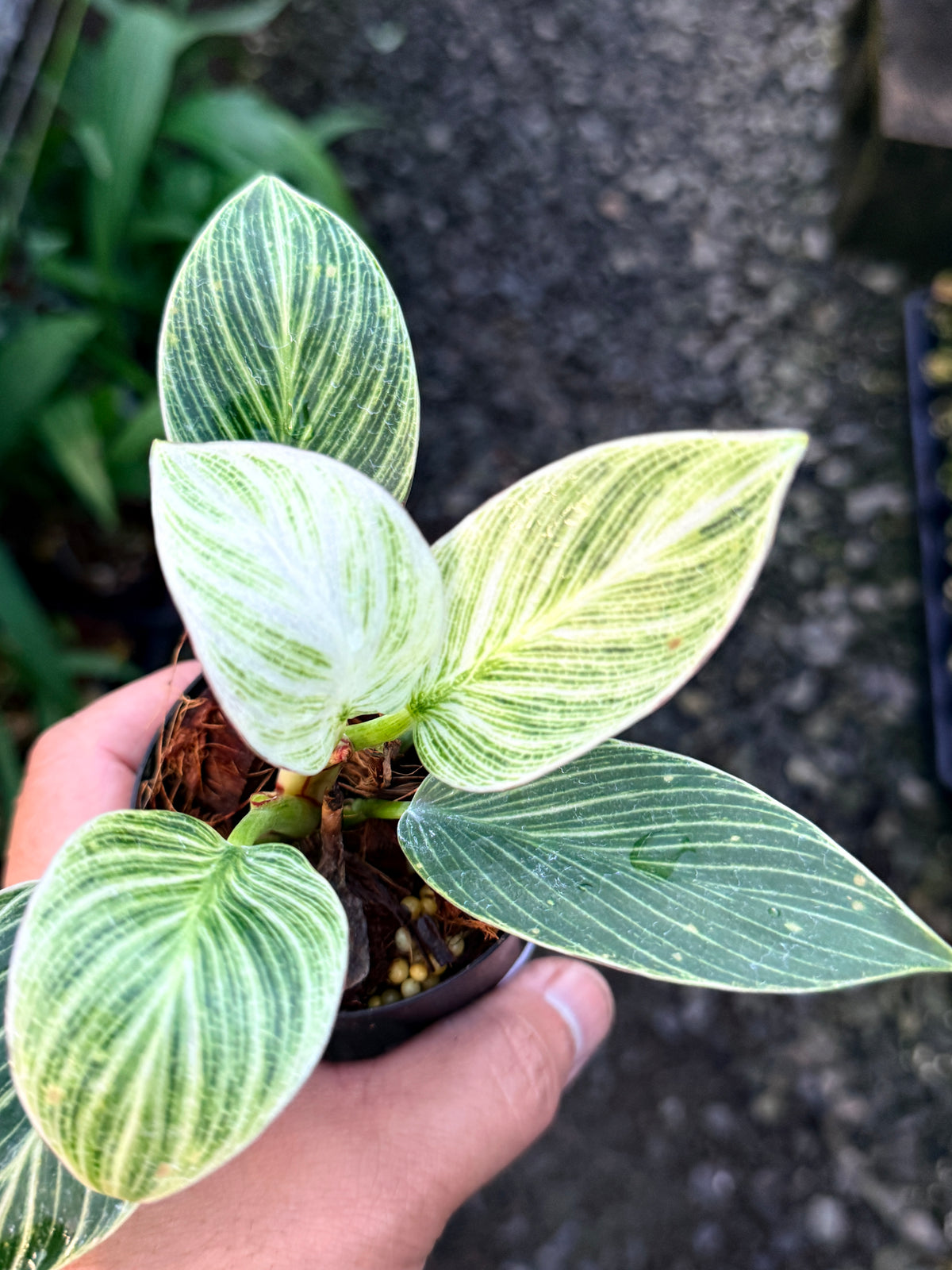 Philodendron 'Birkin Galaxy' S4