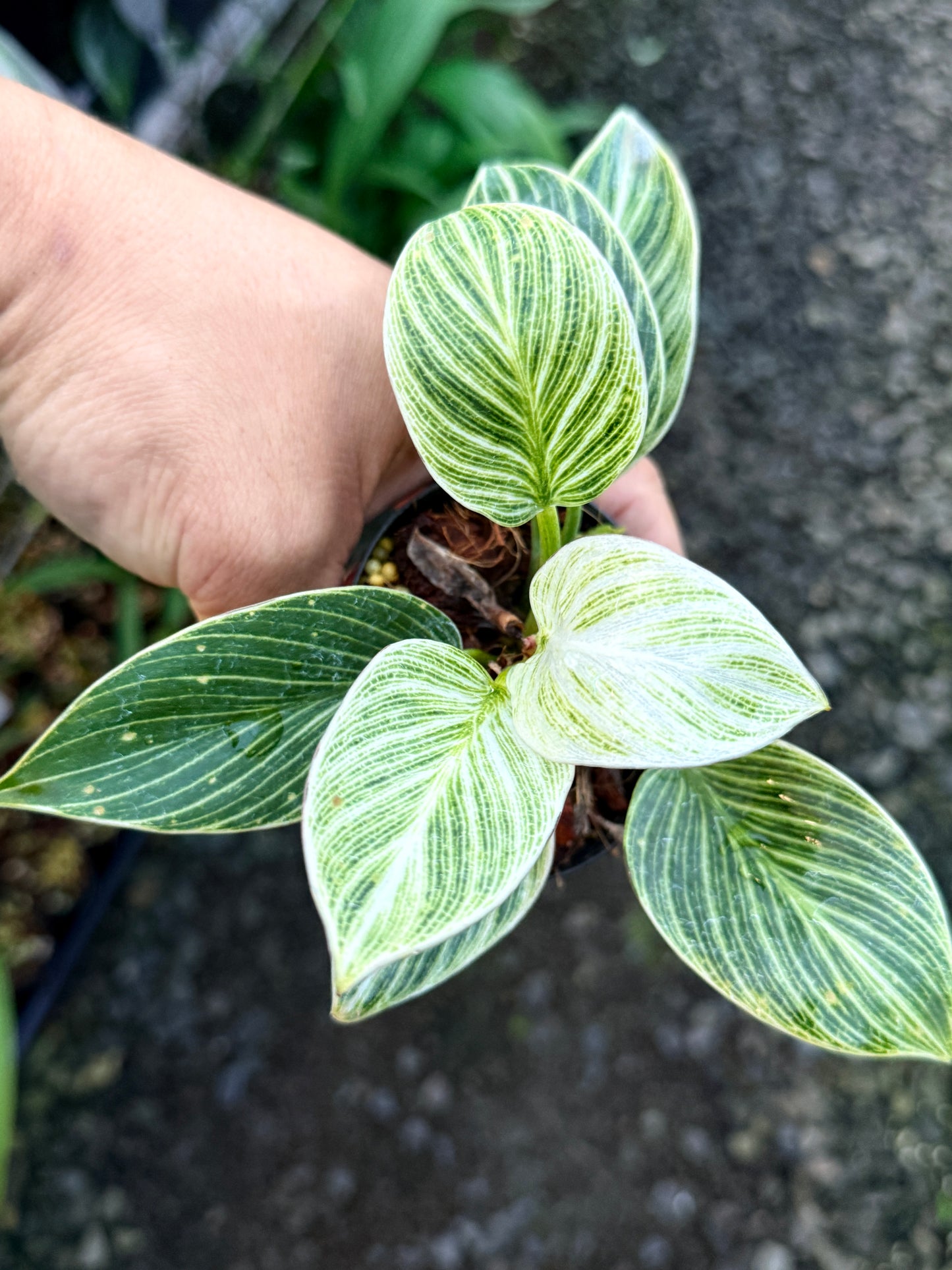 Philodendron 'Birkin Galaxy' S4