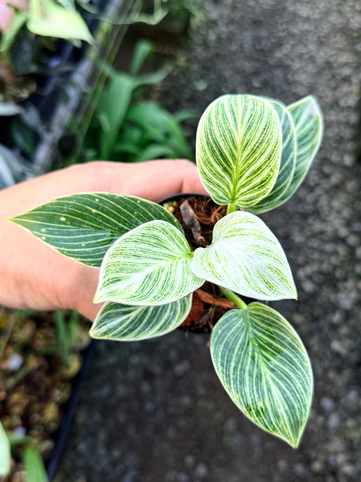 Philodendron 'Birkin Galaxy' S4