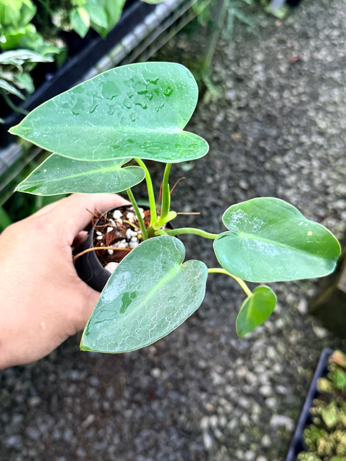 Philodendron 'Corcovadense' S2