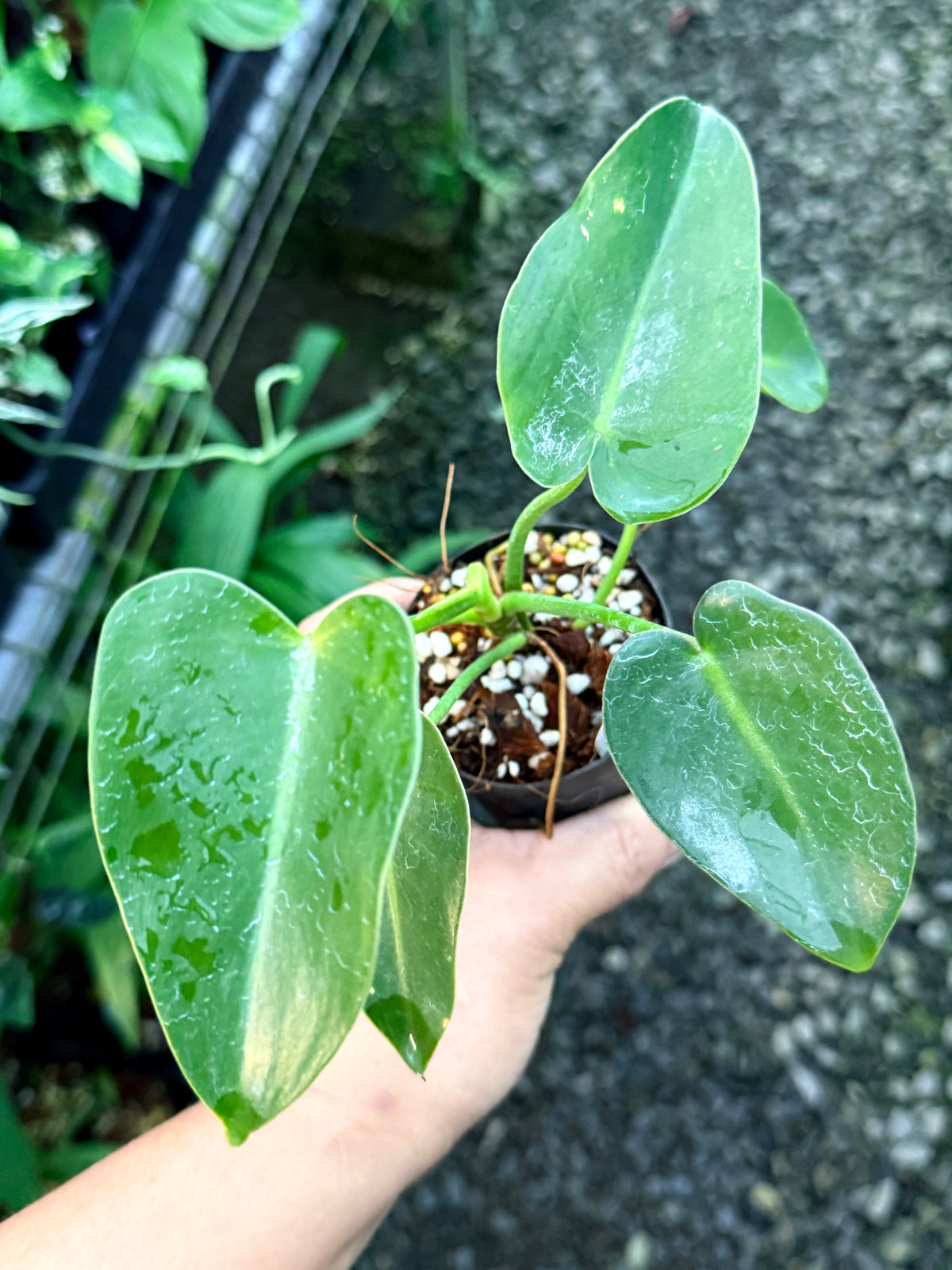 Philodendron 'Corcovadense' S2