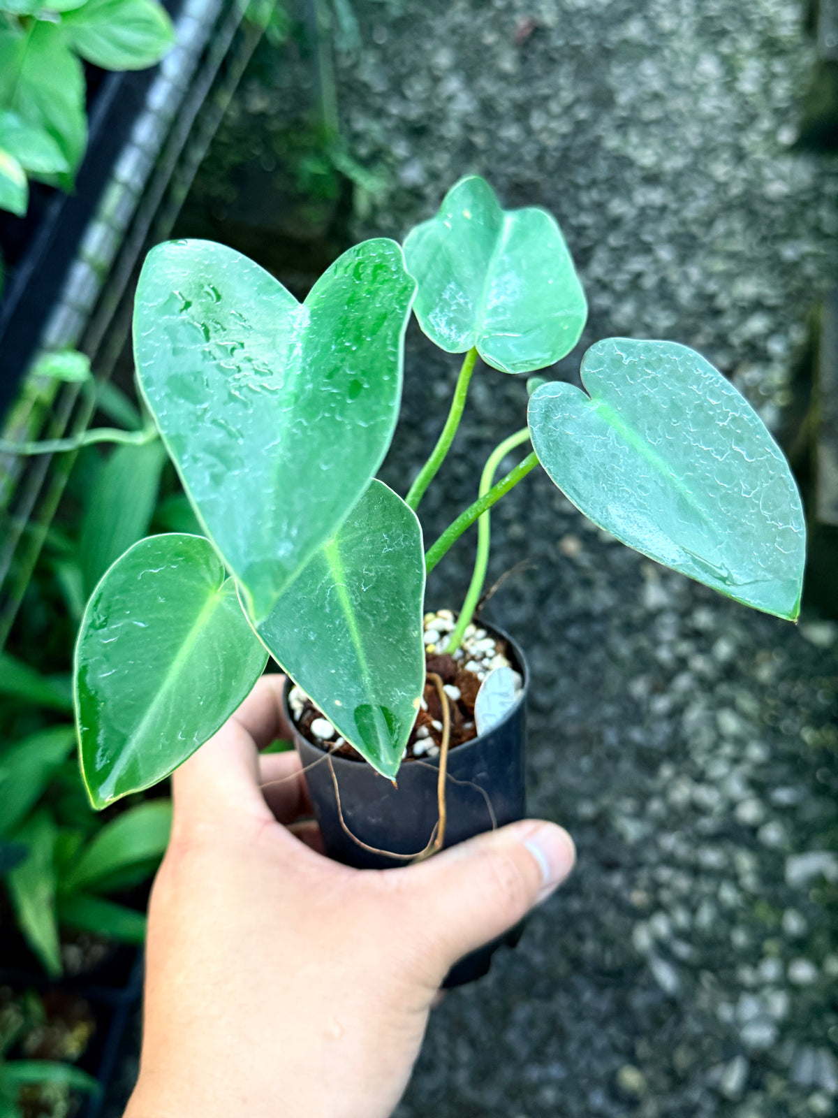 Philodendron 'Corcovadense' S2