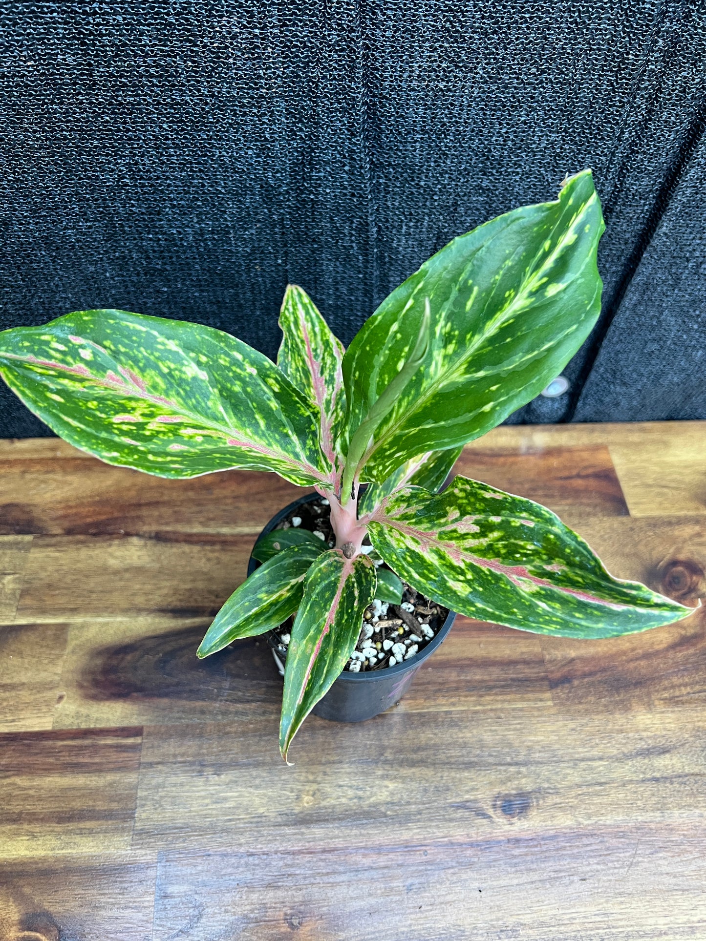 Aglaonema 'Pink Butterfly' Z10