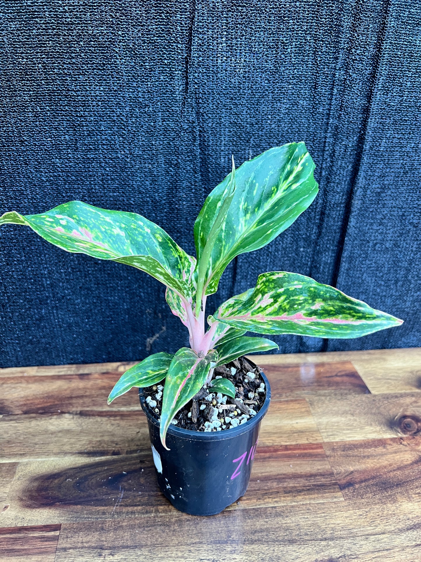 Aglaonema 'Pink Butterfly' Z10