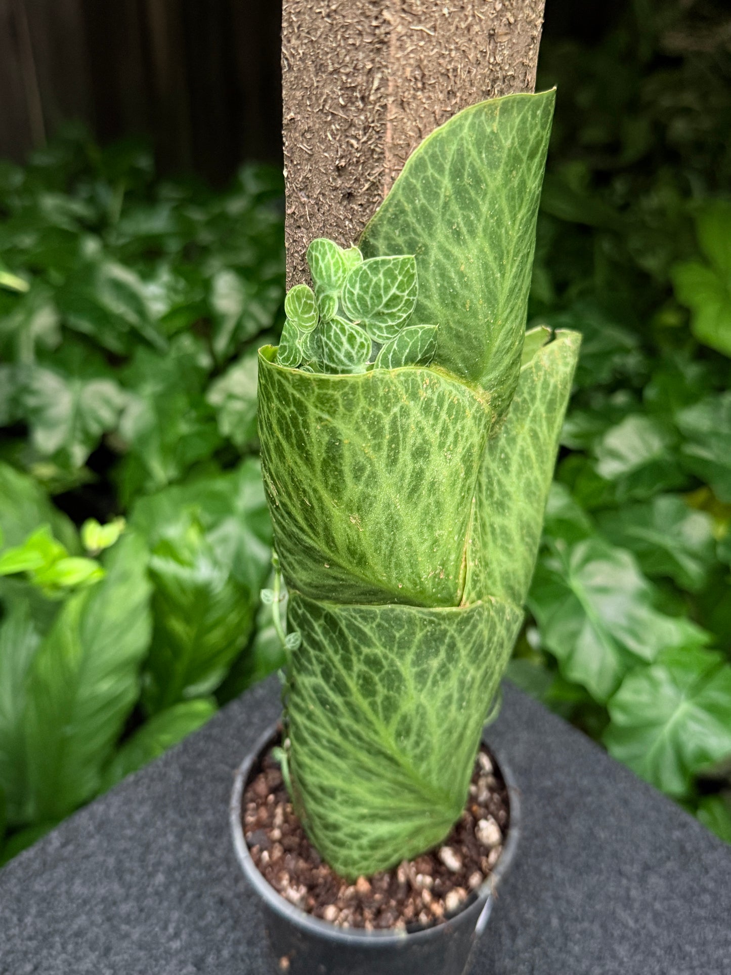 Rhaphidophora Cryptantha K48