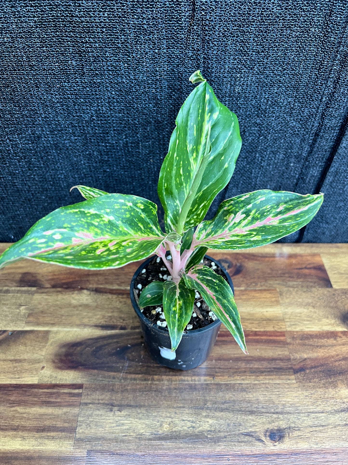 Aglaonema 'Pink Butterfly' Z10