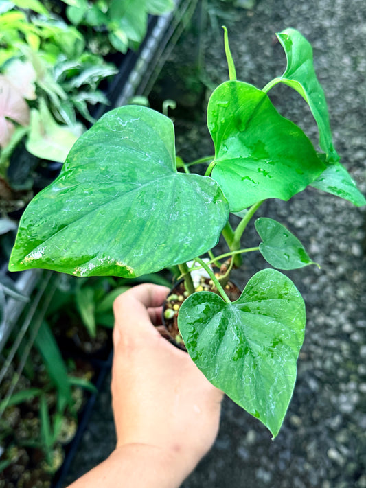 Philodendron 'Jacquinii' S8
