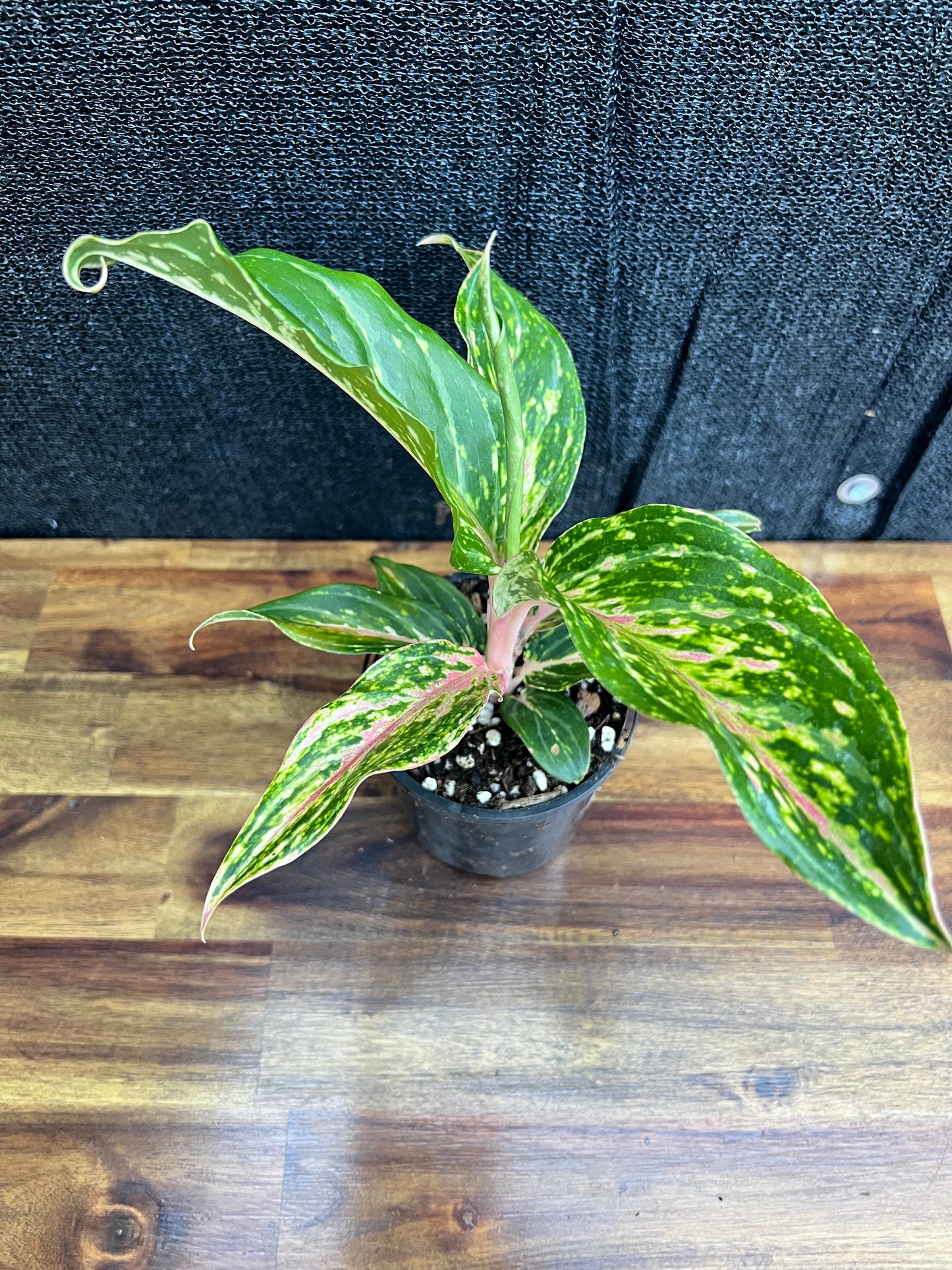 Aglaonema 'Pink Butterfly' Z10