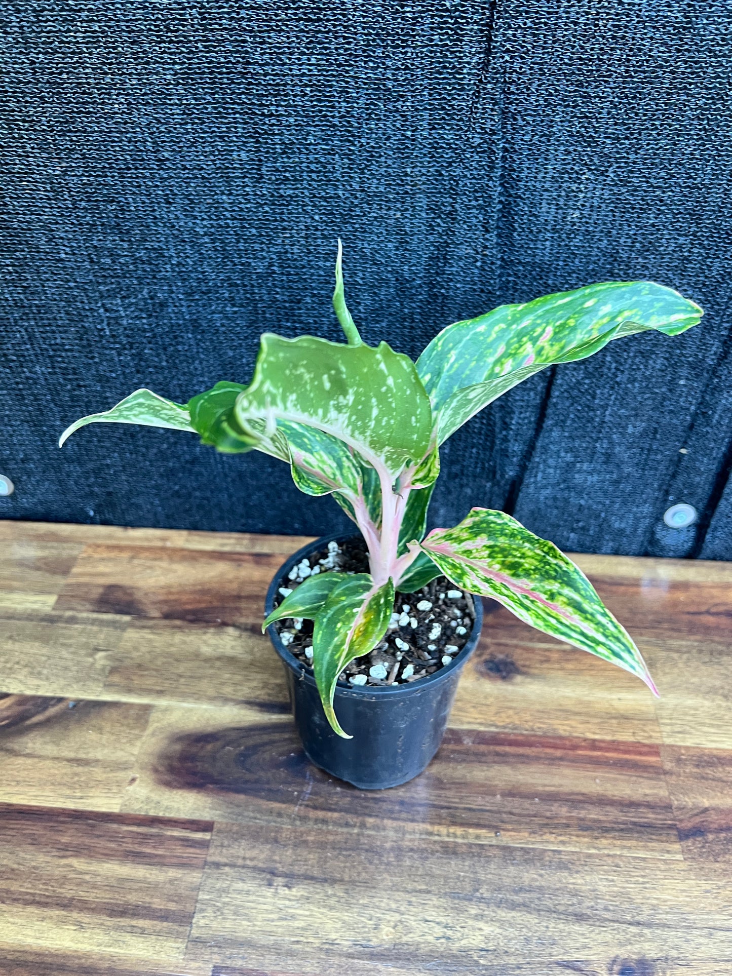 Aglaonema 'Pink Butterfly' Z10