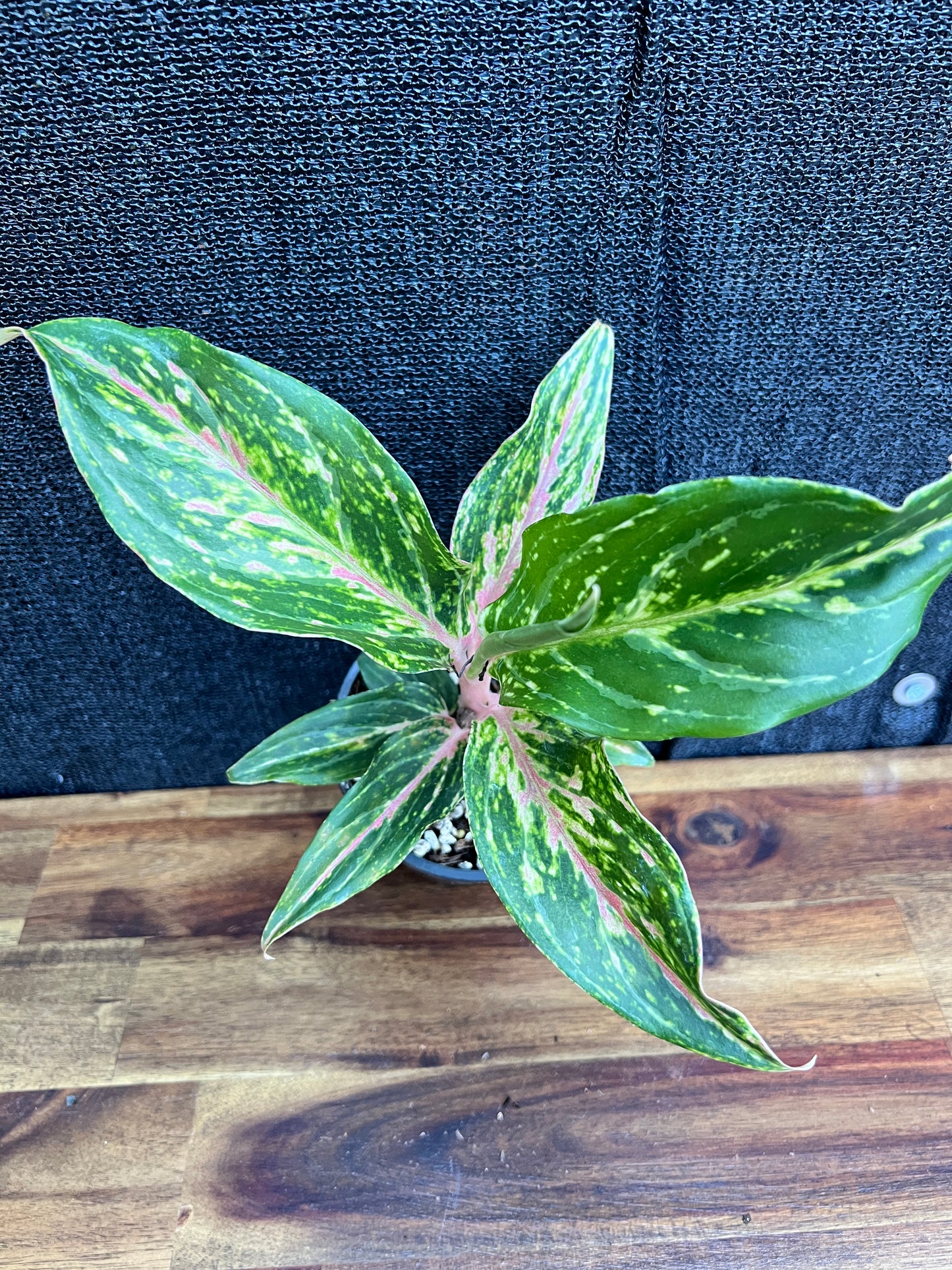 Aglaonema 'Pink Butterfly' Z10