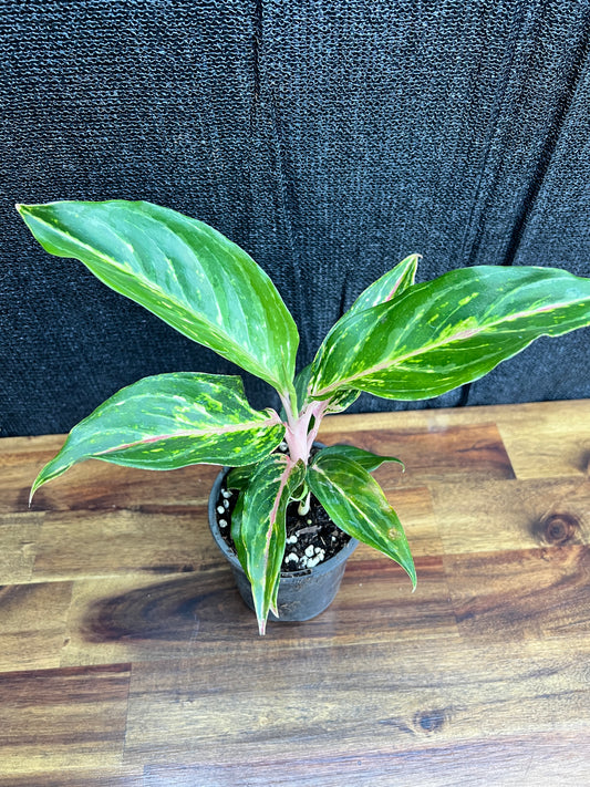 Aglaonema 'Pink Butterfly' Z11