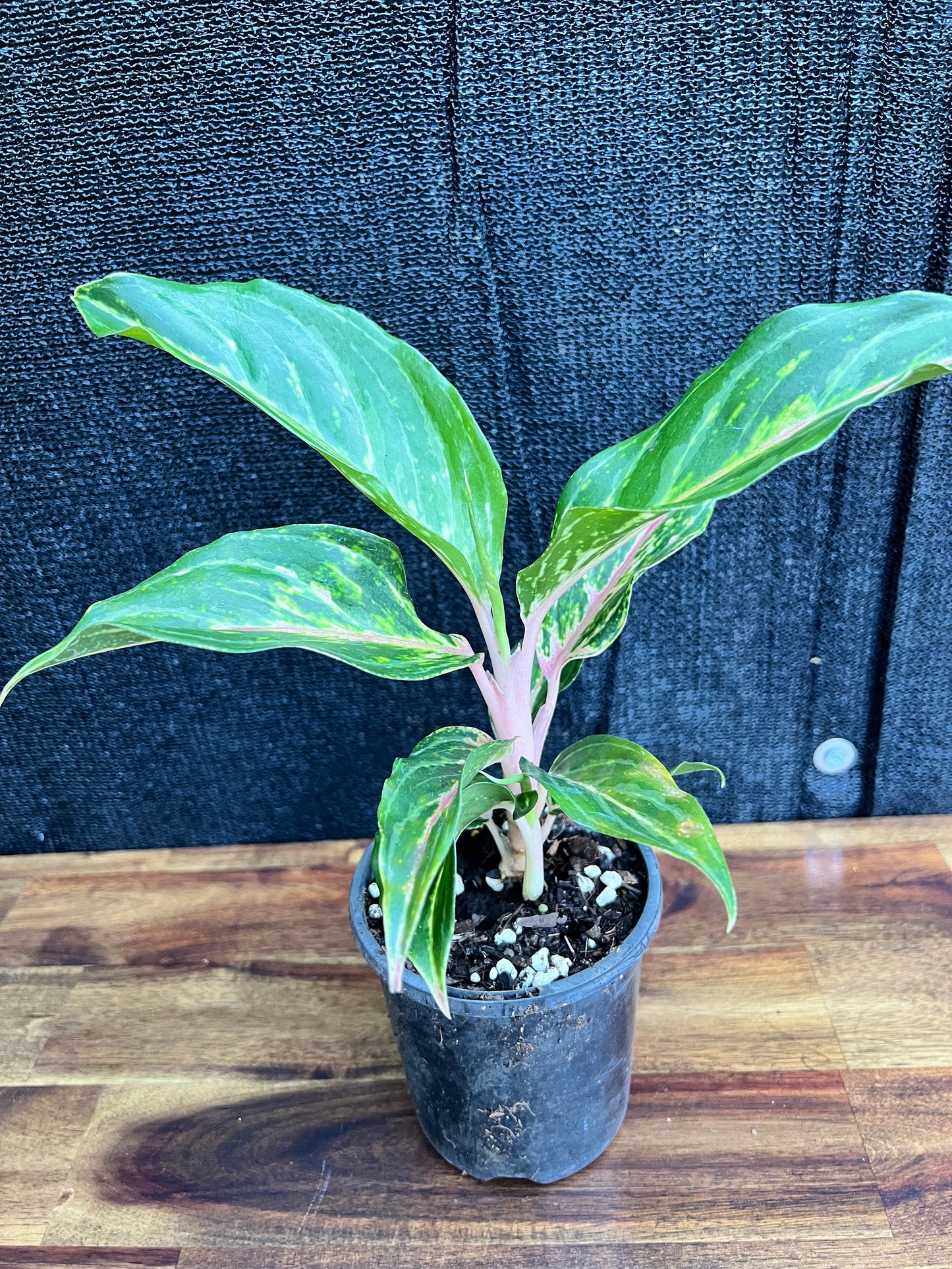 Aglaonema 'Pink Butterfly' Z11