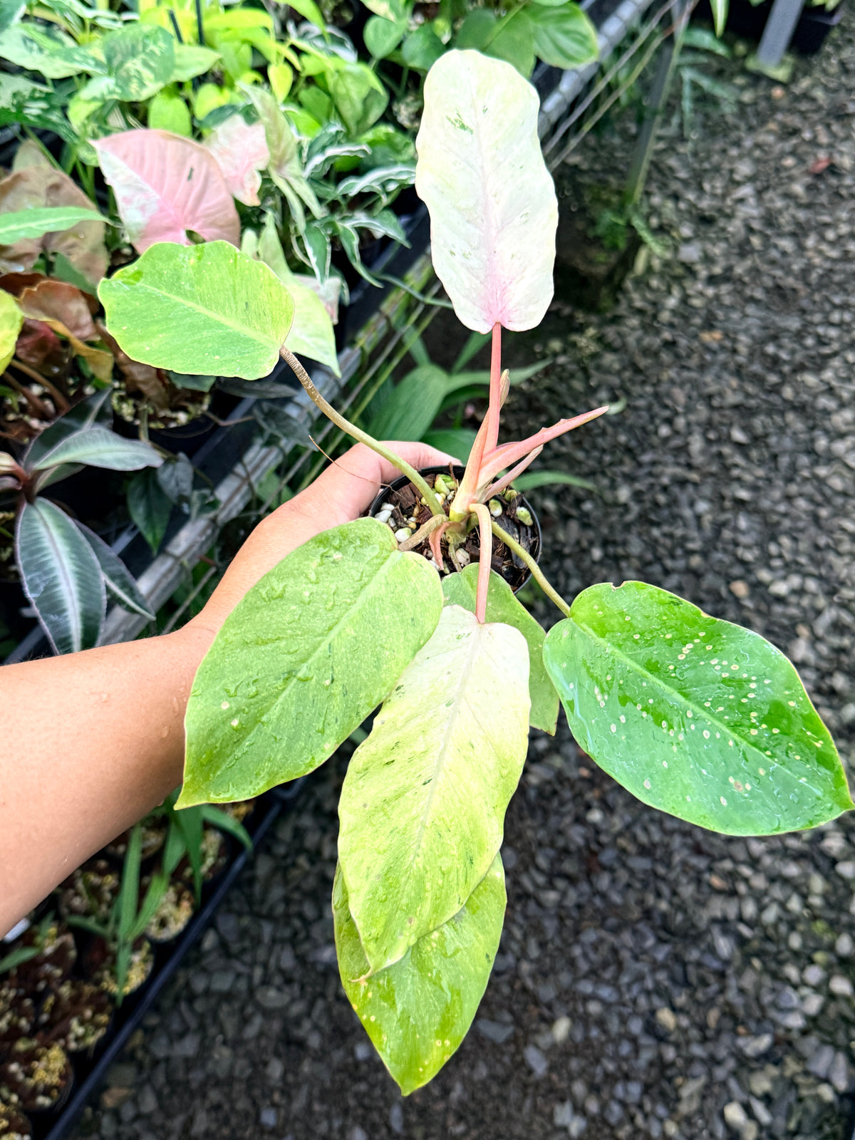 Philodendron 'Snow Drift' S7