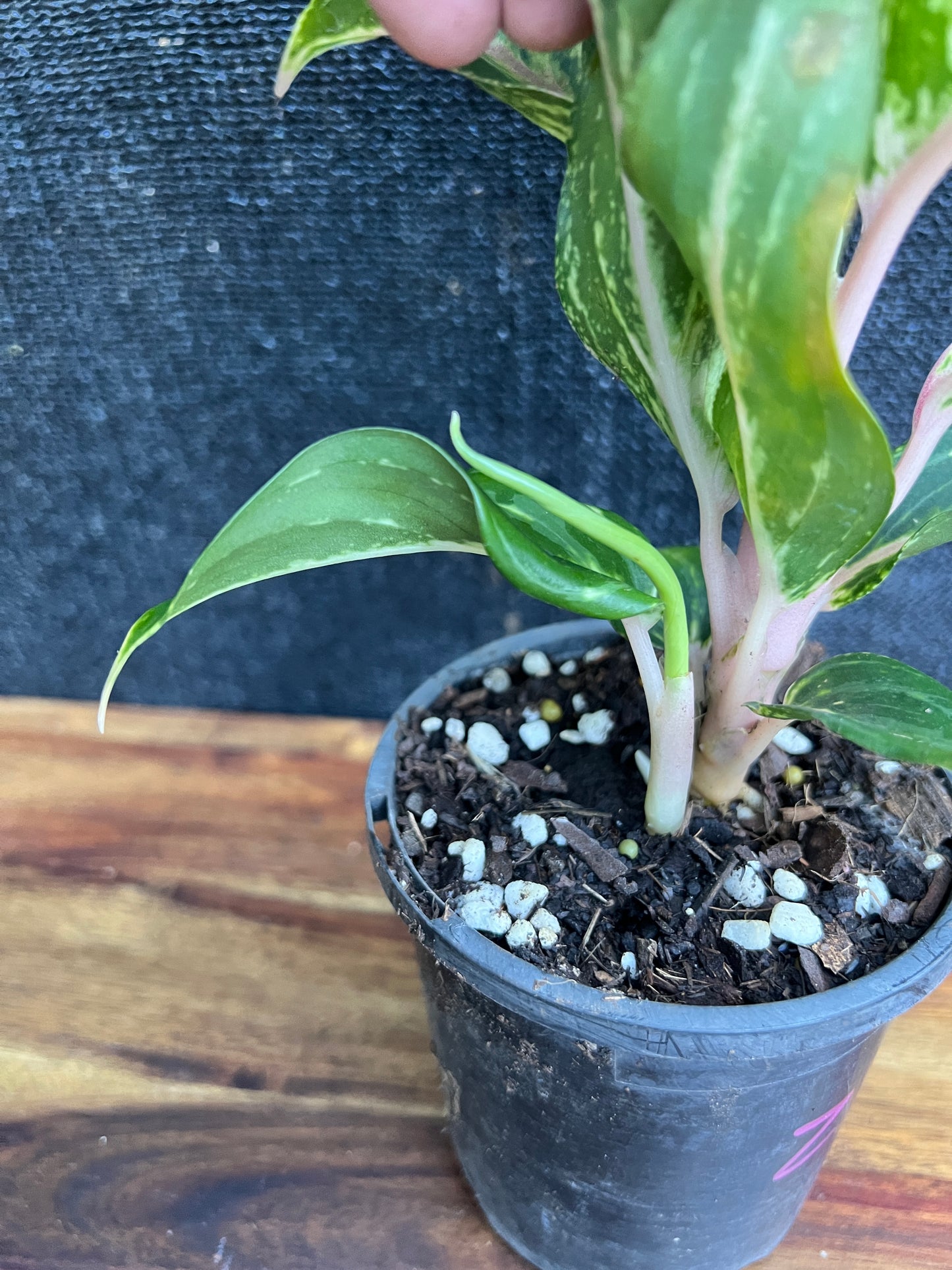 Aglaonema 'Pink Butterfly' Z11