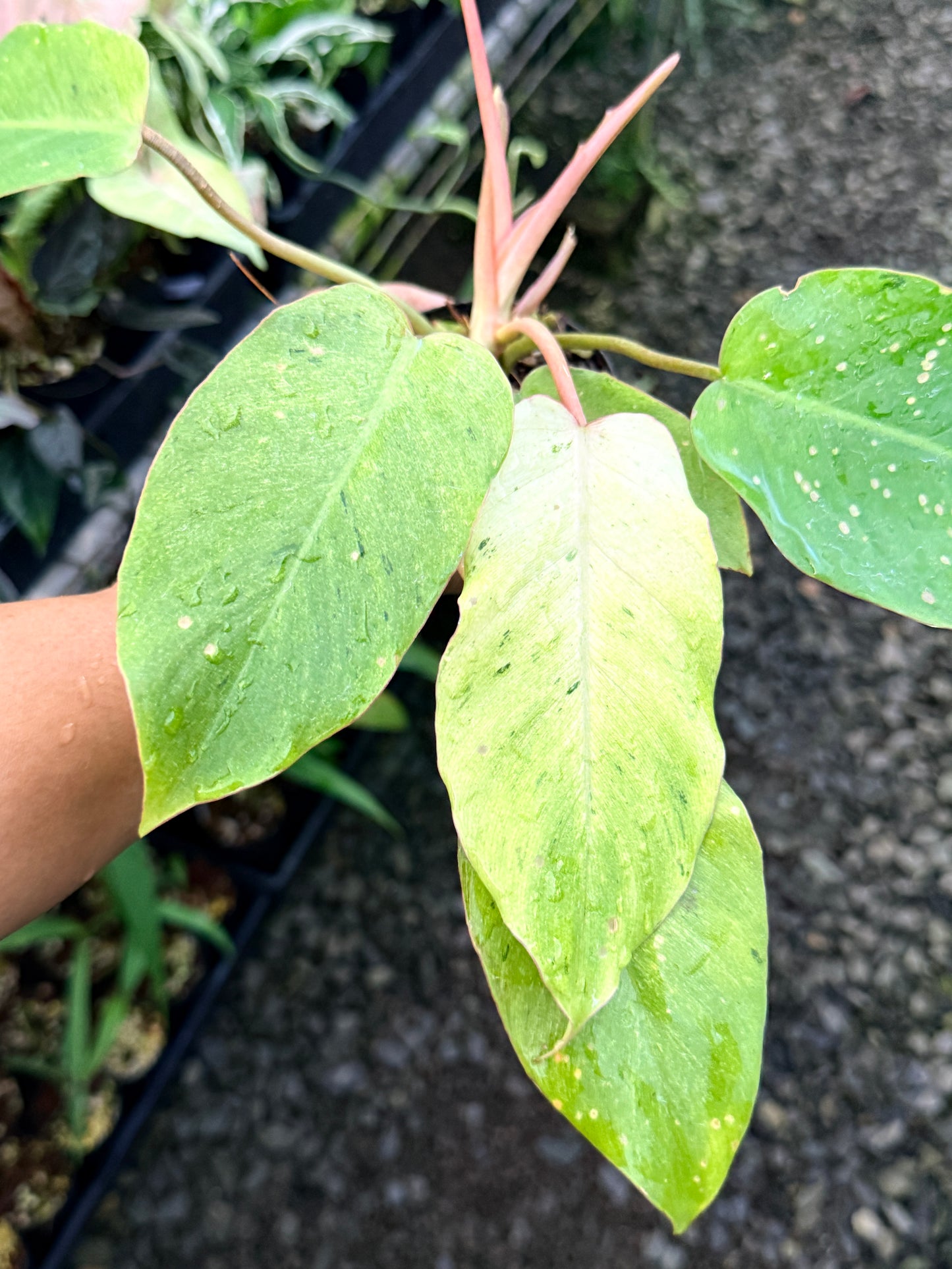 Philodendron 'Snow Drift' S7