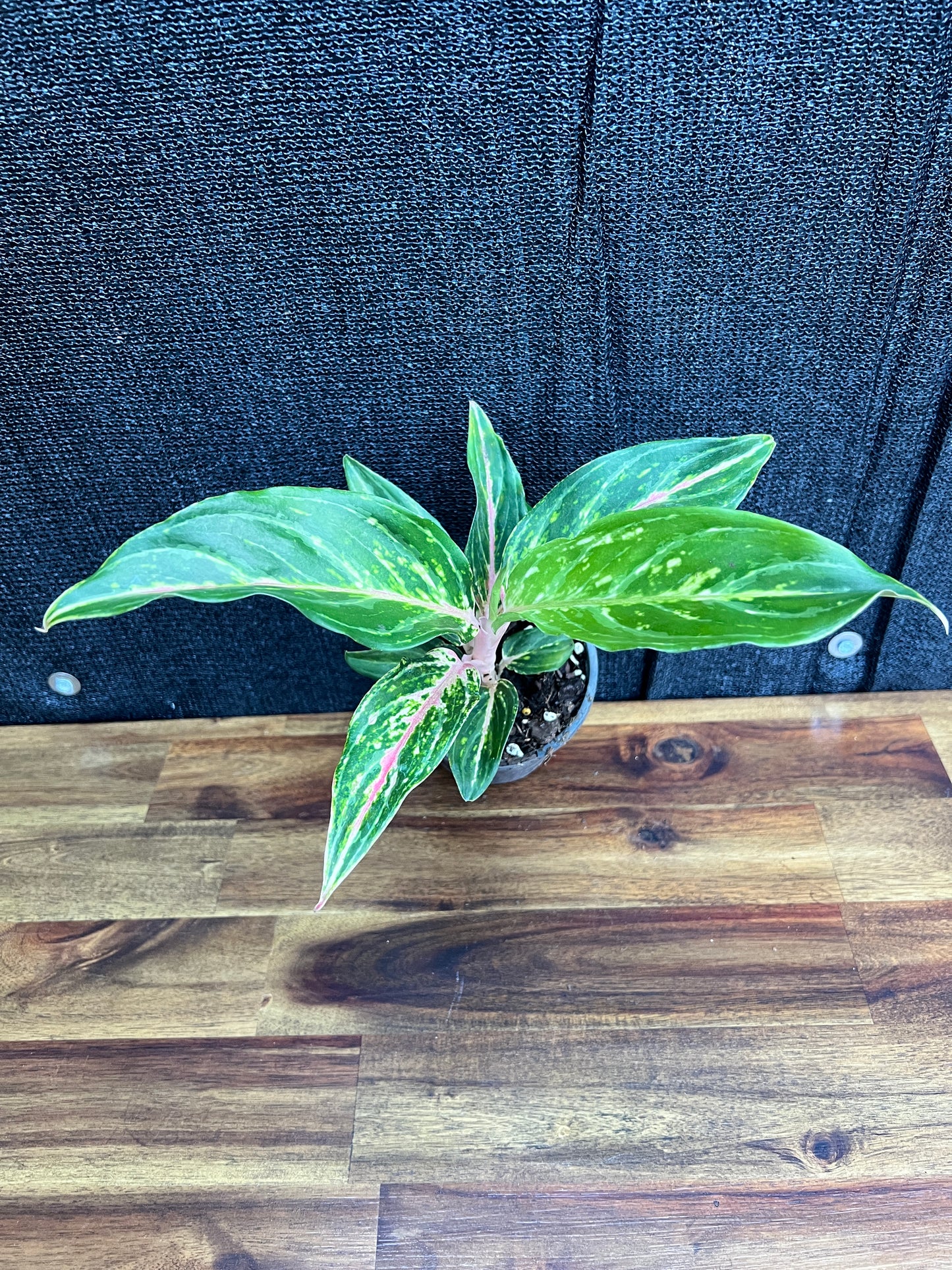 Aglaonema 'Pink Butterfly' Z11