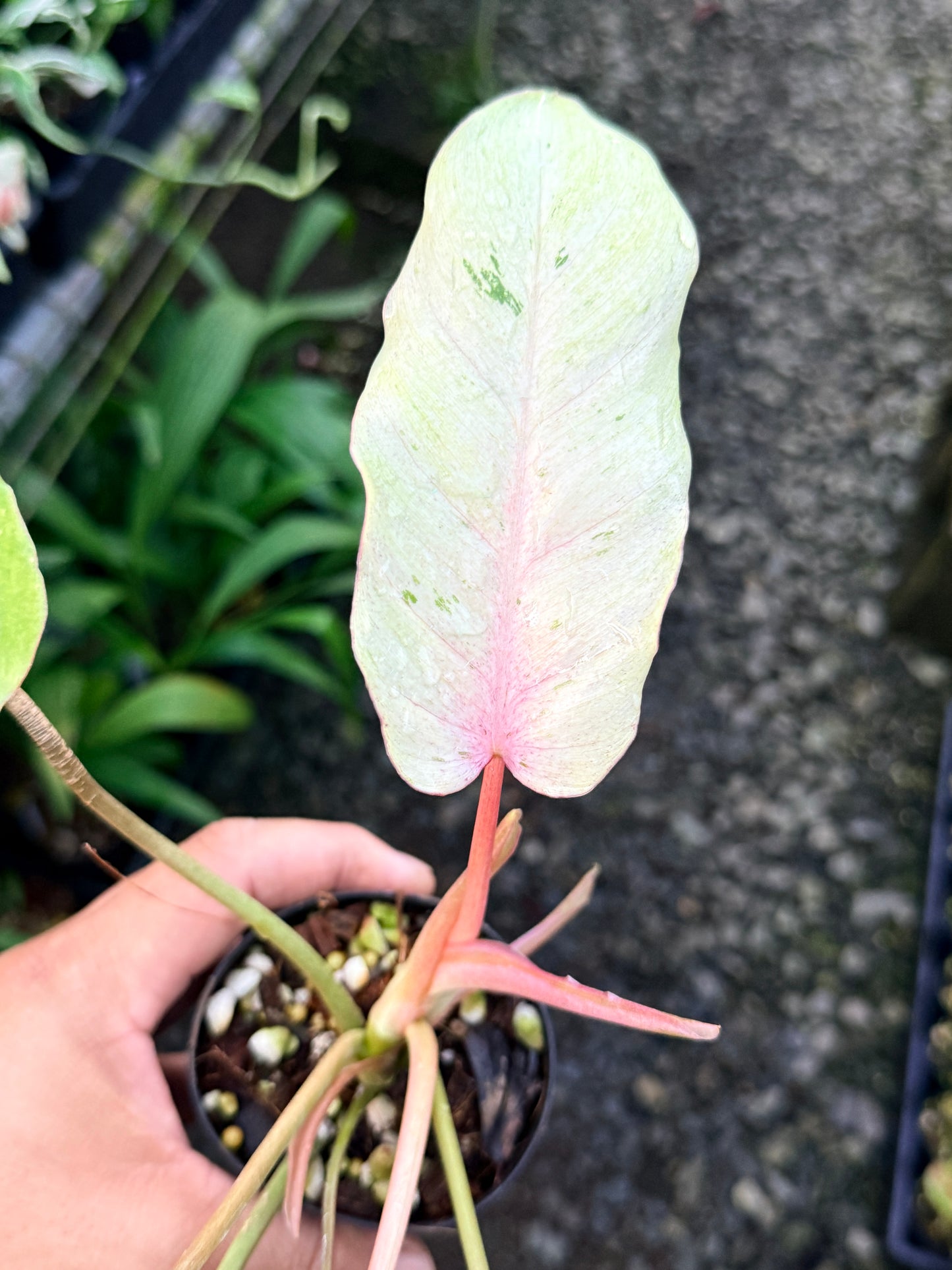 Philodendron 'Snow Drift' S7
