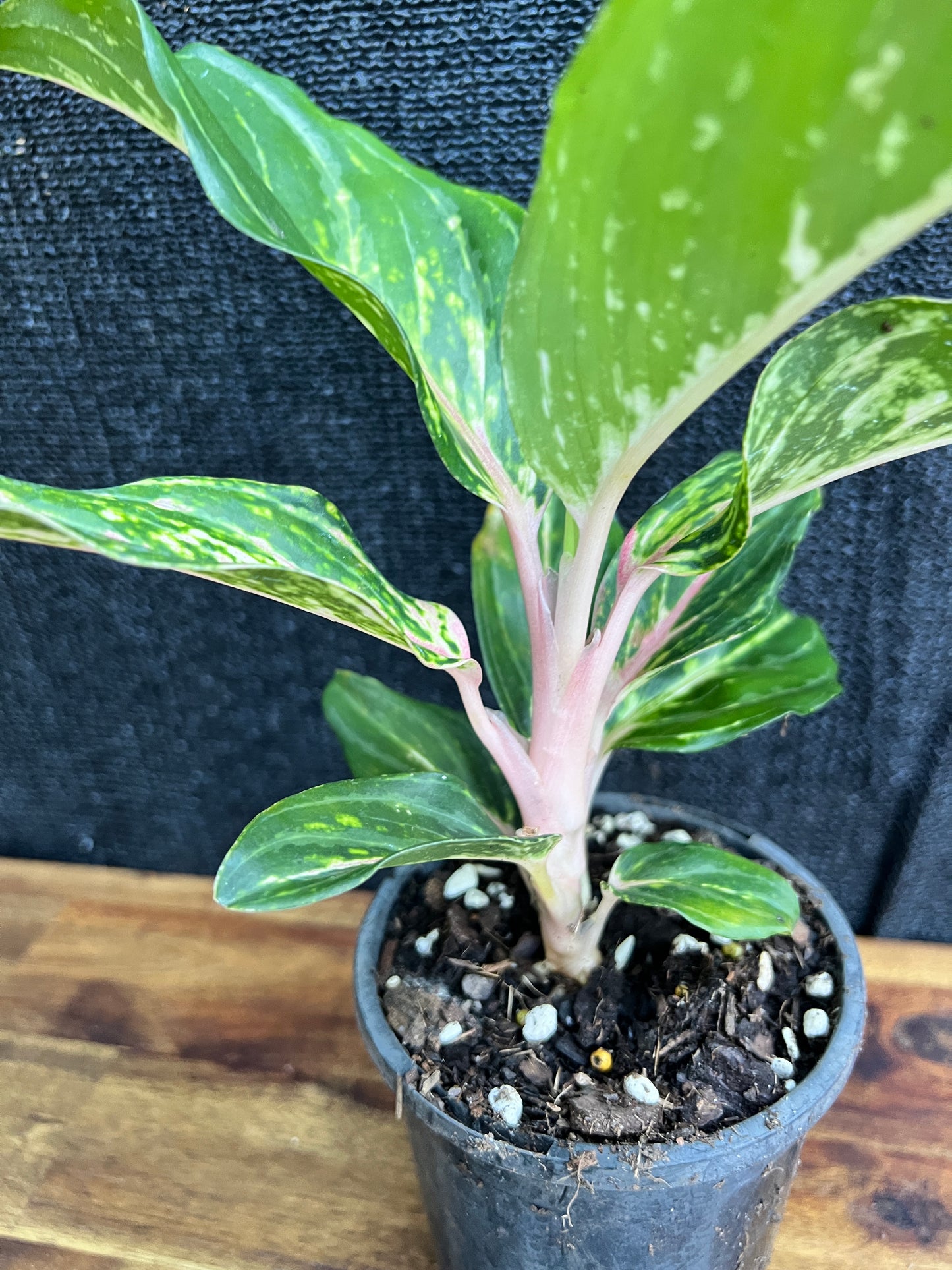 Aglaonema 'Pink Butterfly' Z11