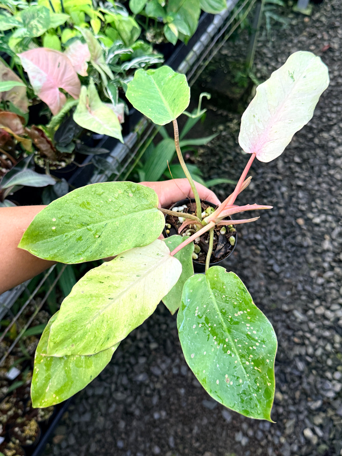 Philodendron 'Snow Drift' S7