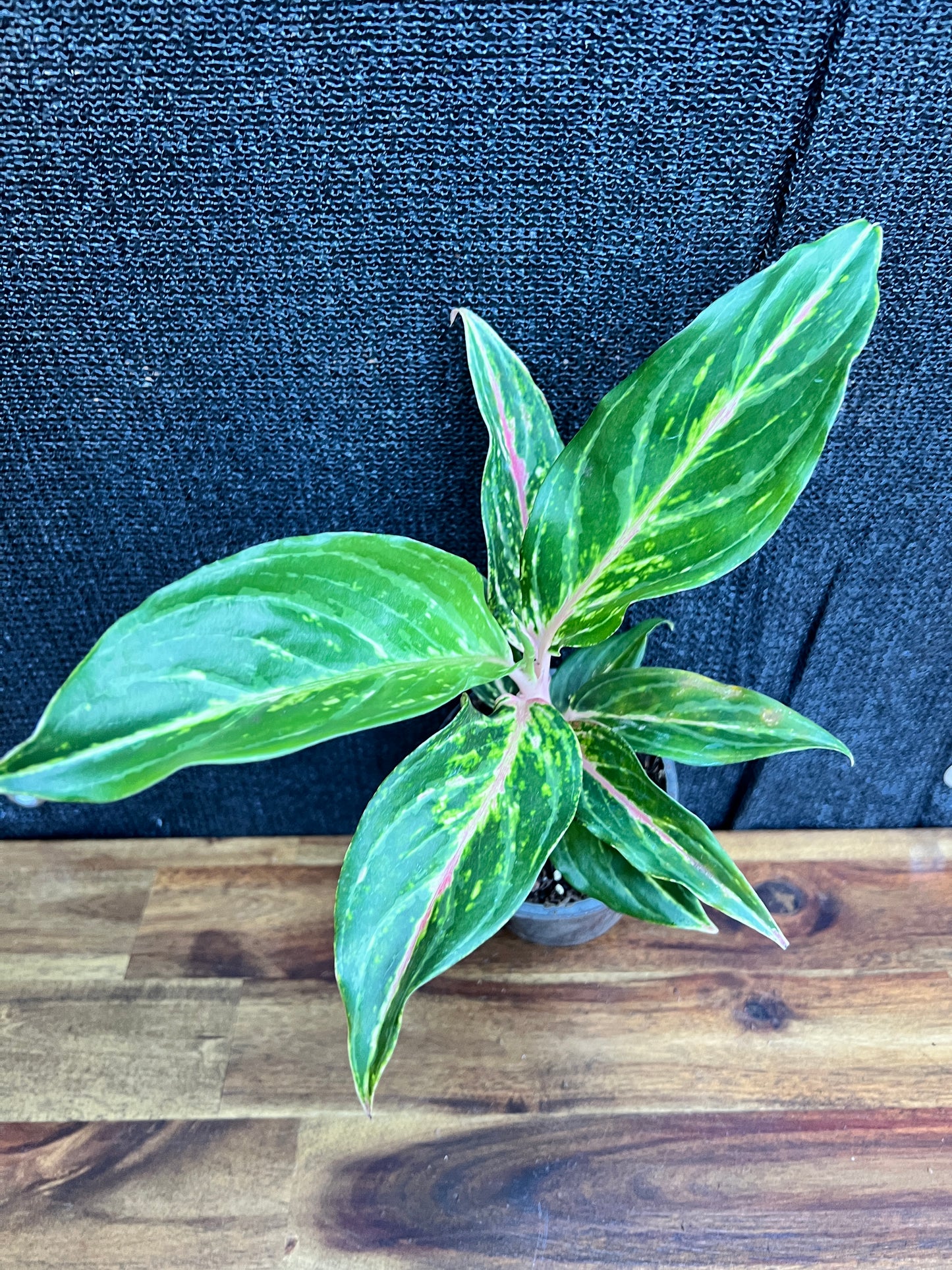 Aglaonema 'Pink Butterfly' Z11