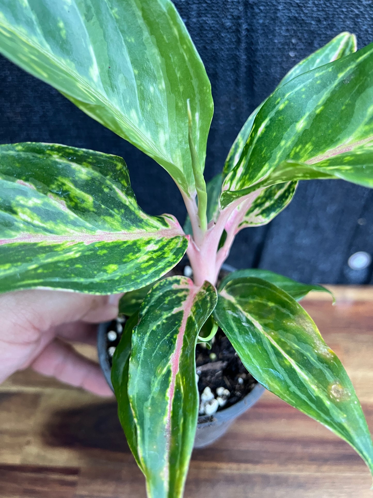 Aglaonema 'Pink Butterfly' Z11